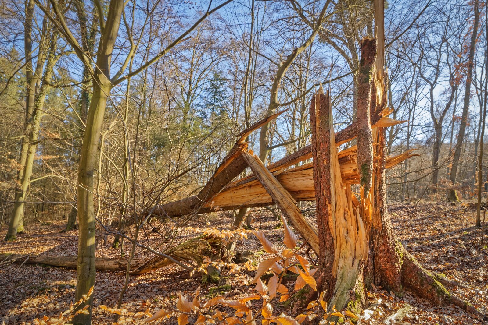 Canon EOS 80D sample photo. Tree, fracture, landscape photography