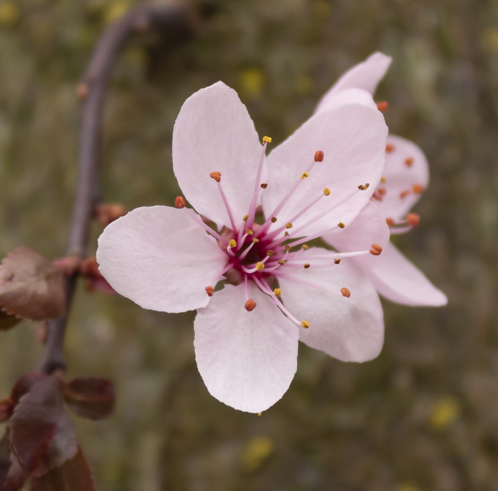 Canon EOS 1300D (EOS Rebel T6 / EOS Kiss X80) sample photo. Plum, flower, plum tree photography