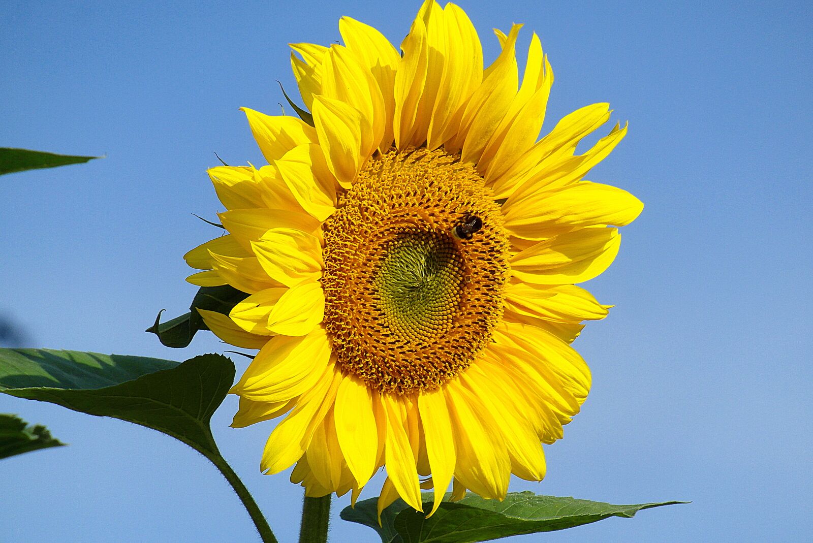 Samsung WB750 sample photo. Sunflower, flower, yellow photography
