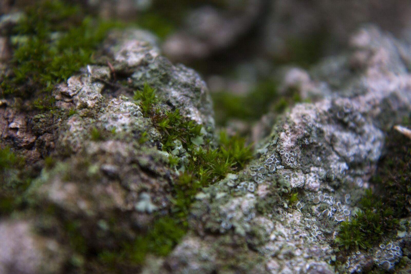 Canon EOS 450D (EOS Rebel XSi / EOS Kiss X2) sample photo. Moss, lichen, bark photography