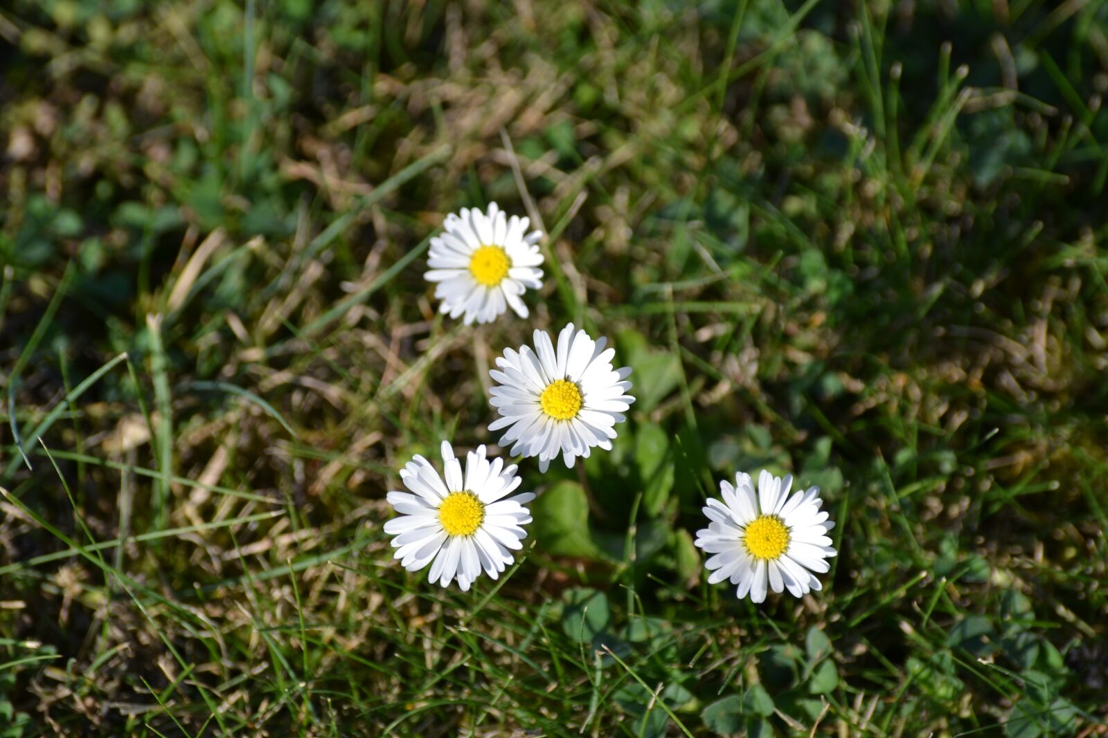 Nikon D3100 sample photo. Rush, daisy, nature photography