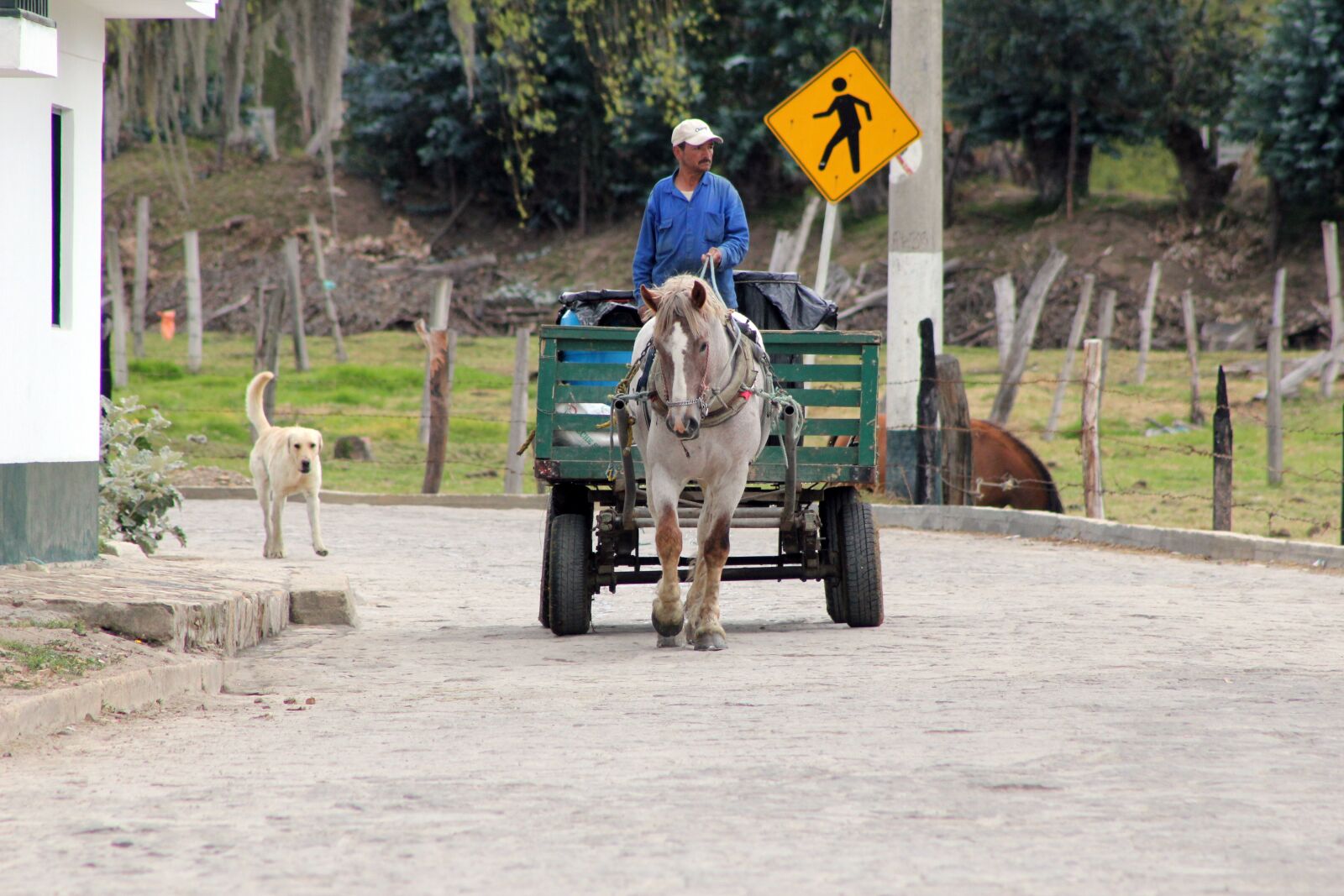 Canon EOS 550D (EOS Rebel T2i / EOS Kiss X4) sample photo. Peasant, cart, dog photography