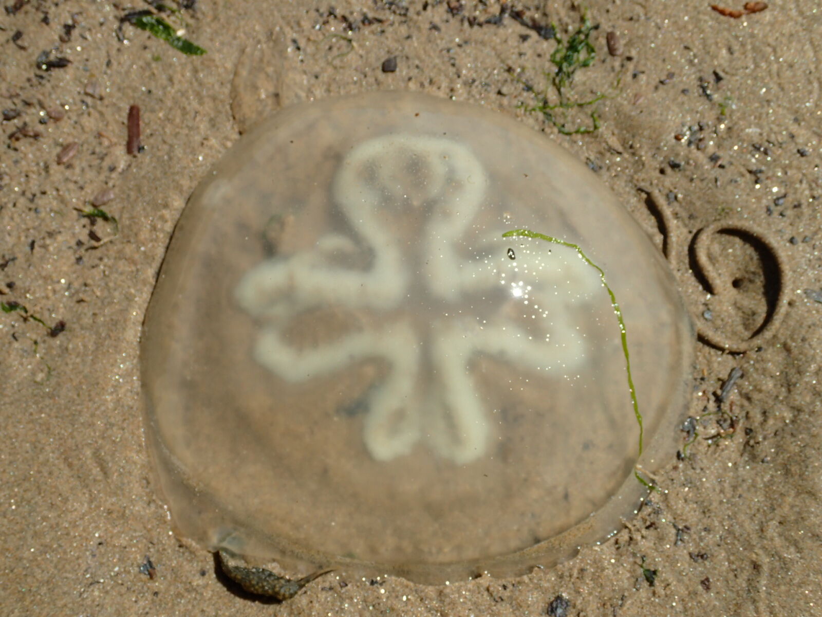 Olympus TG-3 sample photo. Jellyfish photography