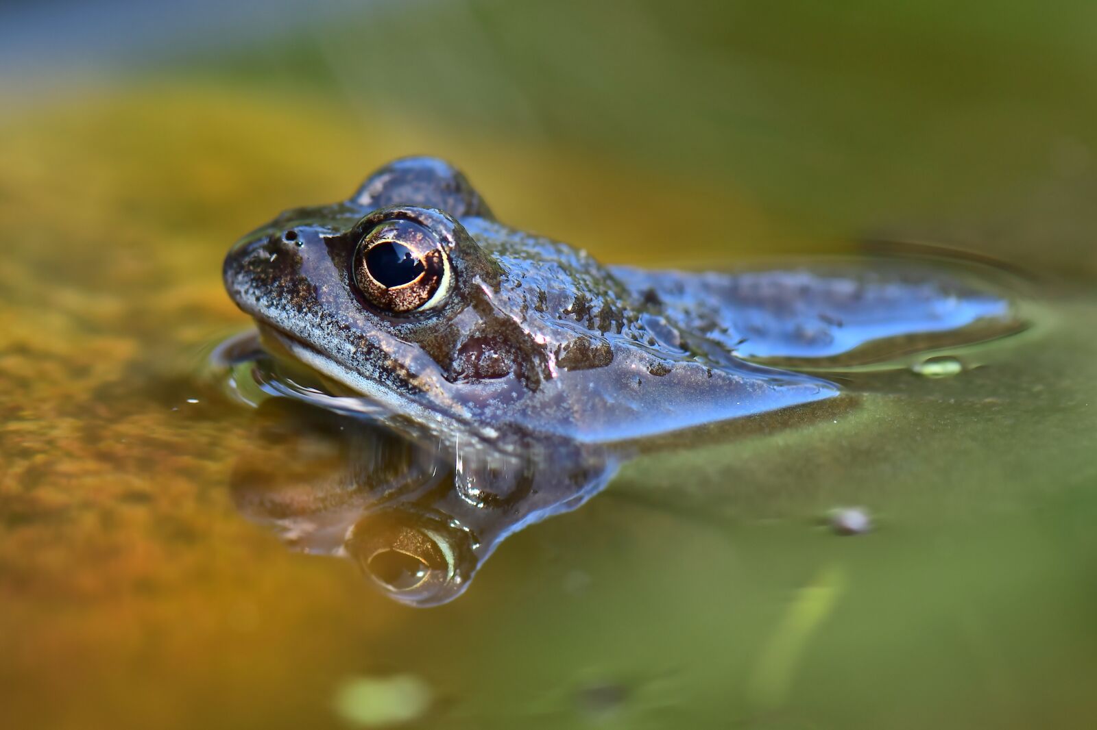Nikon D500 sample photo. Common frog, rana temporaria photography