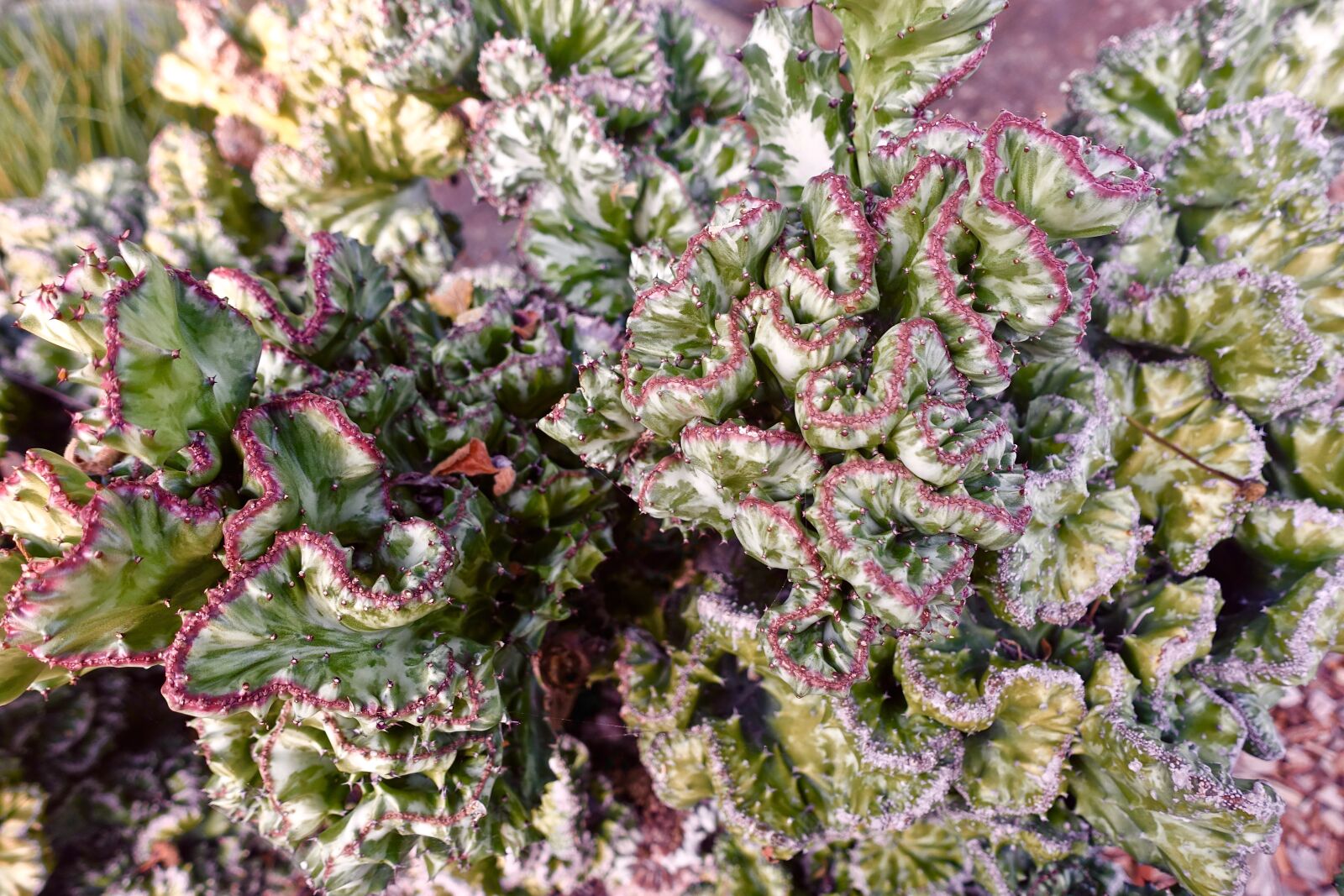 Sony Cyber-shot DSC-RX100 III sample photo. Cactus, succulent, spiny photography