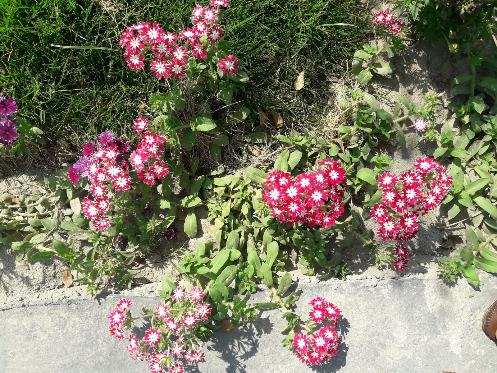Samsung Galaxy J7 Neo sample photo. Flower, nature, spring photography