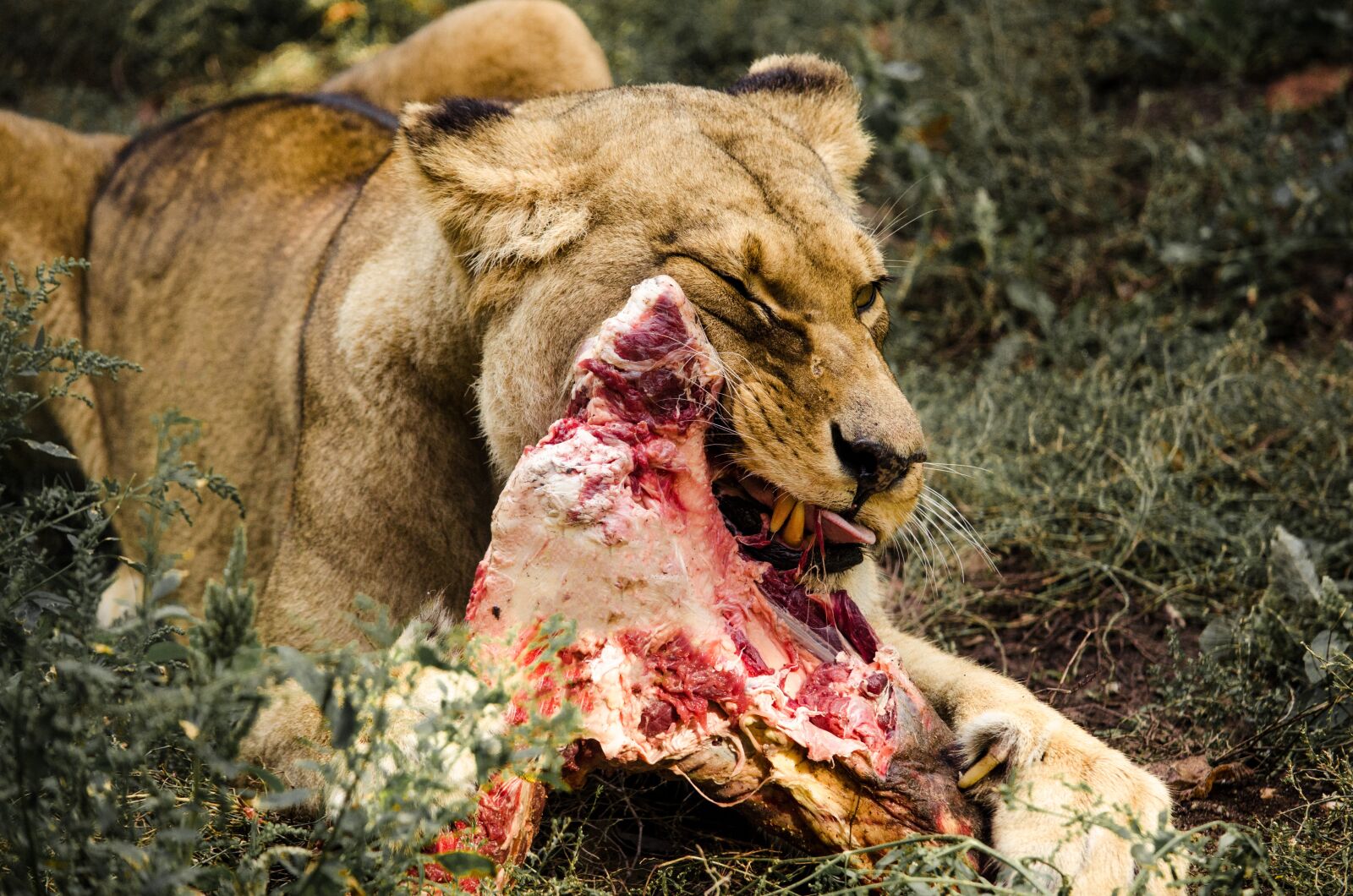 Nikon D5100 sample photo. Nature, mammal, animal world photography