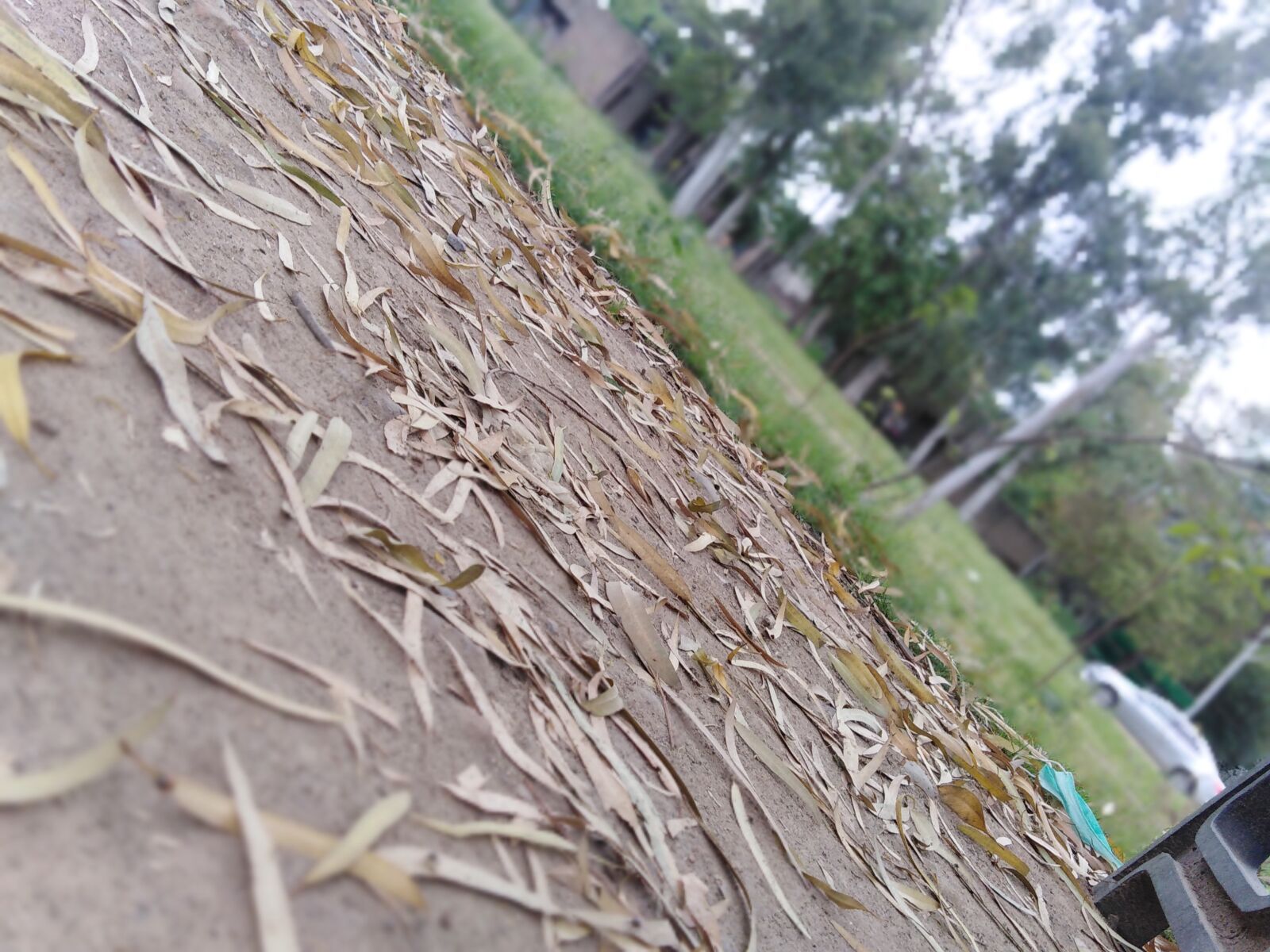 HUAWEI LDN-L21 sample photo. Leaves, leaves on ground photography