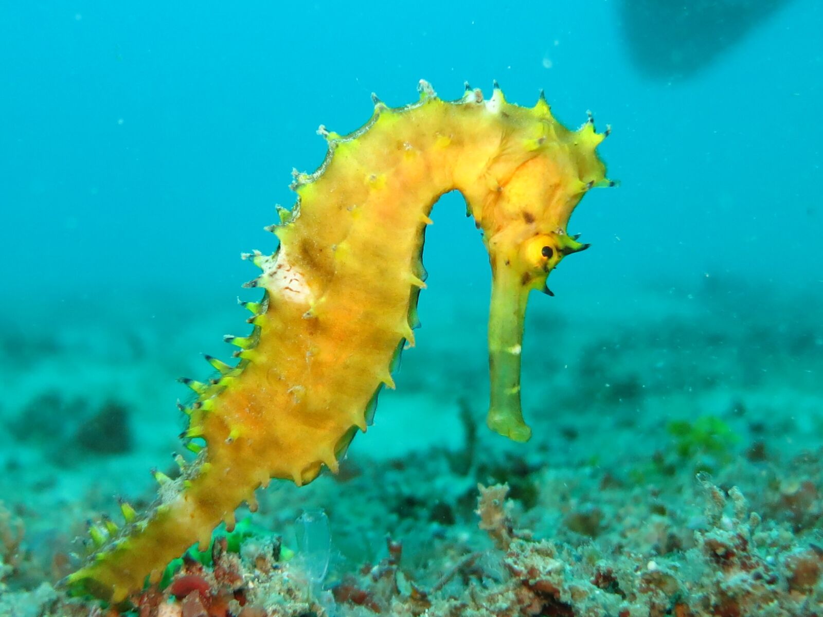 Canon PowerShot S110 sample photo. Seahorse, sea-horse, yellow photography