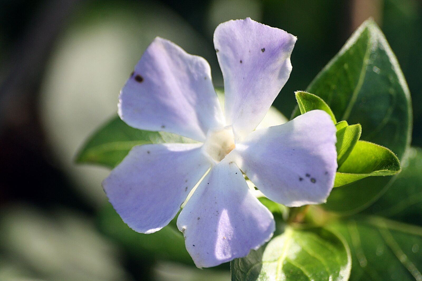 Canon EOS 1000D (EOS Digital Rebel XS / EOS Kiss F) sample photo. Cranesbill, fr hlingsanfang, walk photography