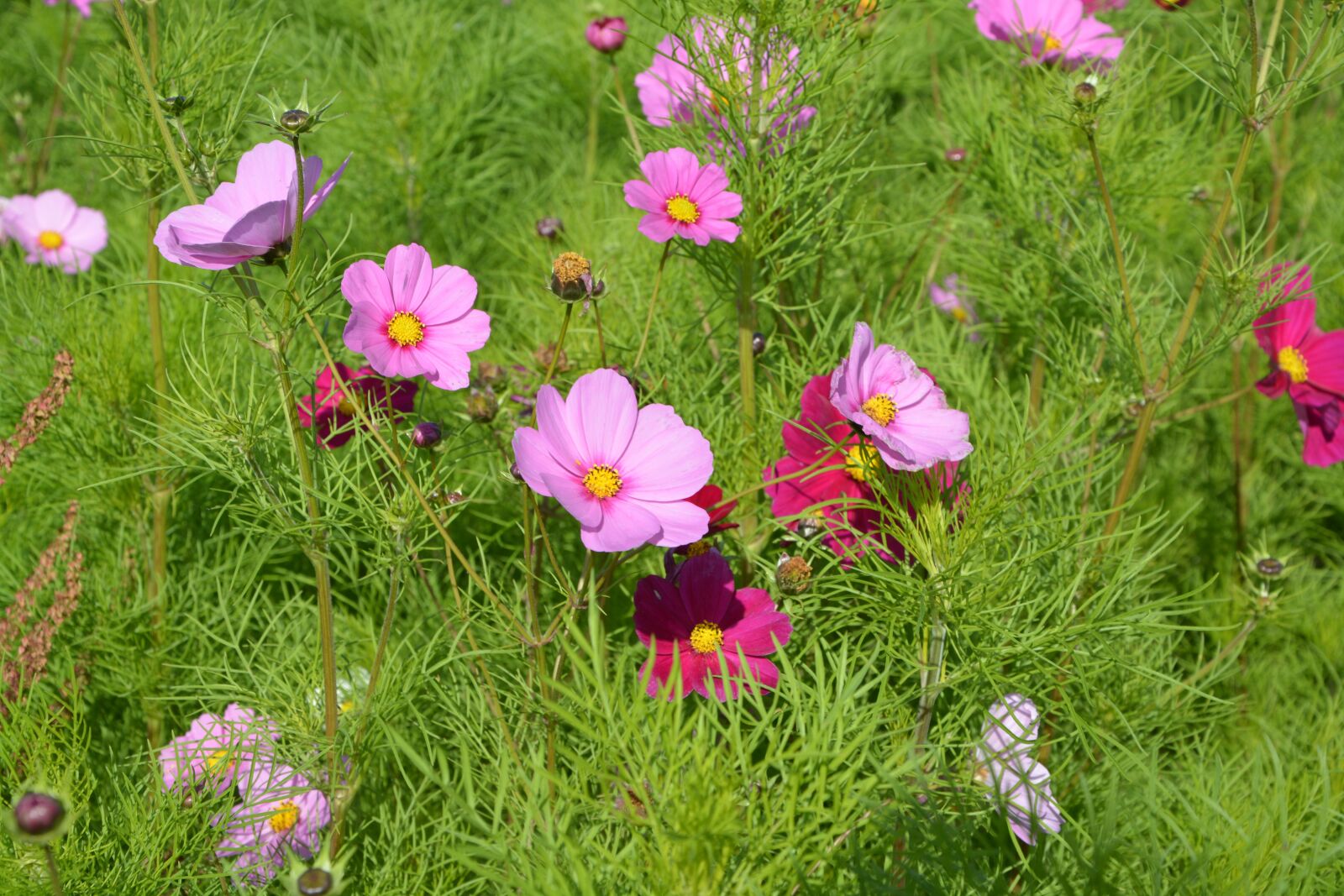 Nikon D5200 sample photo. Flowers, pink, red photography