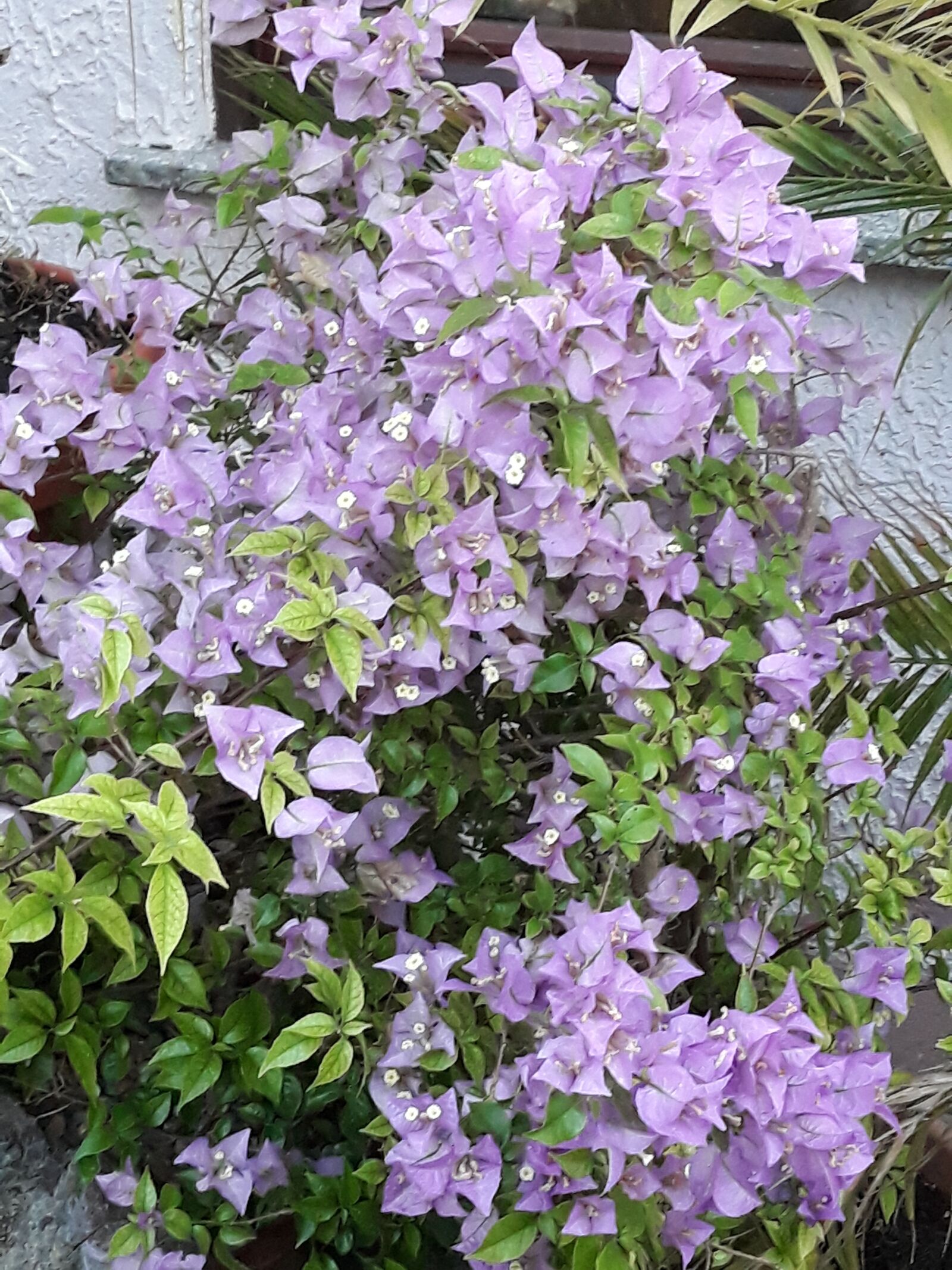 Samsung Galaxy J5 sample photo. Flowers, garden, flora photography