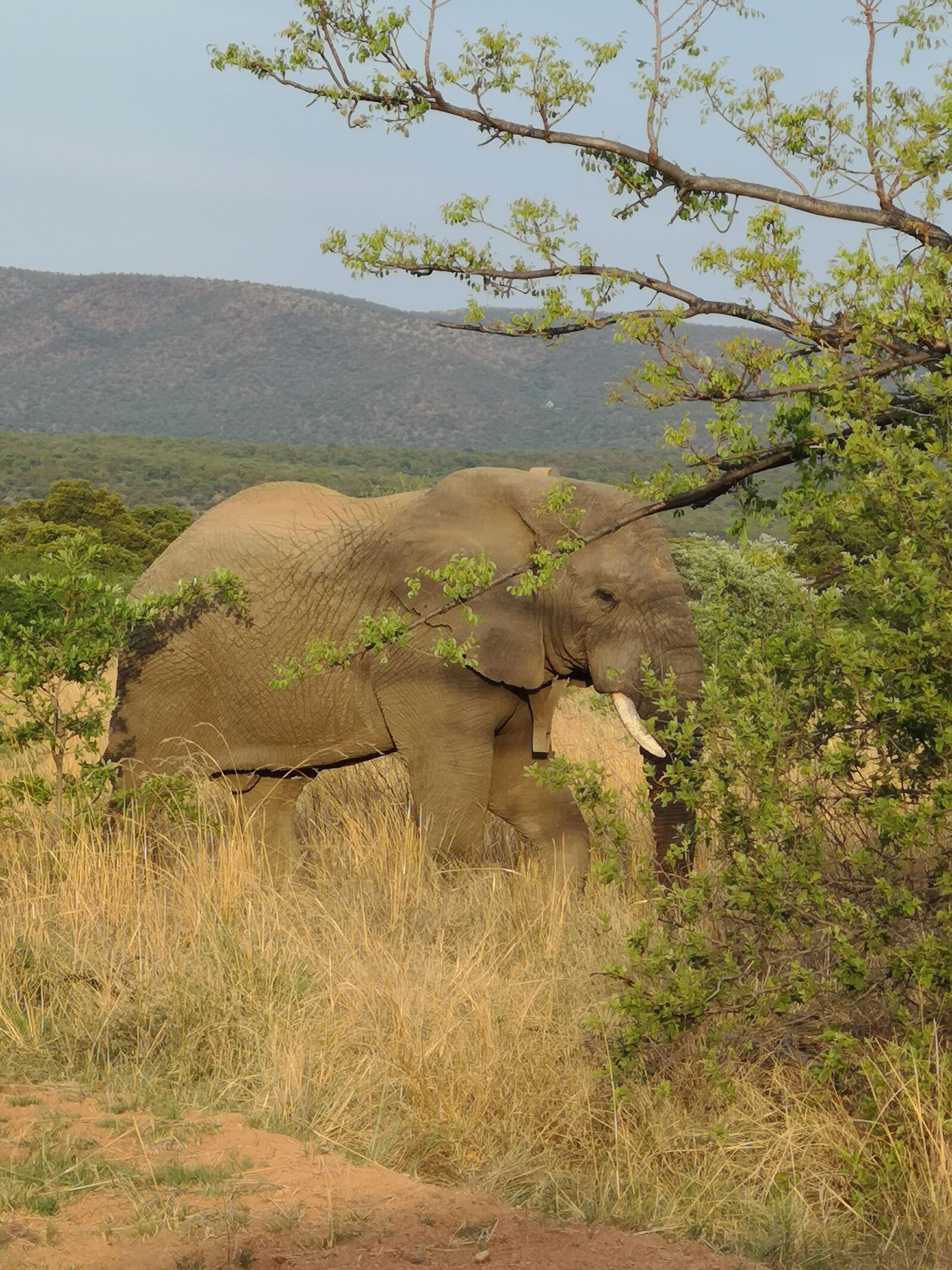 HUAWEI CLT-L09 sample photo. Elephant, bush, safari photography