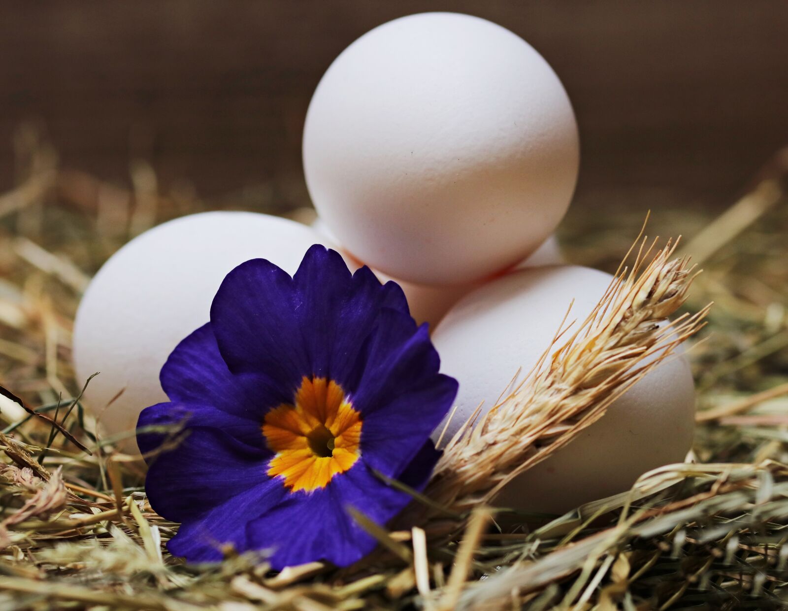 Canon EOS 80D sample photo. Egg, straw, flower photography