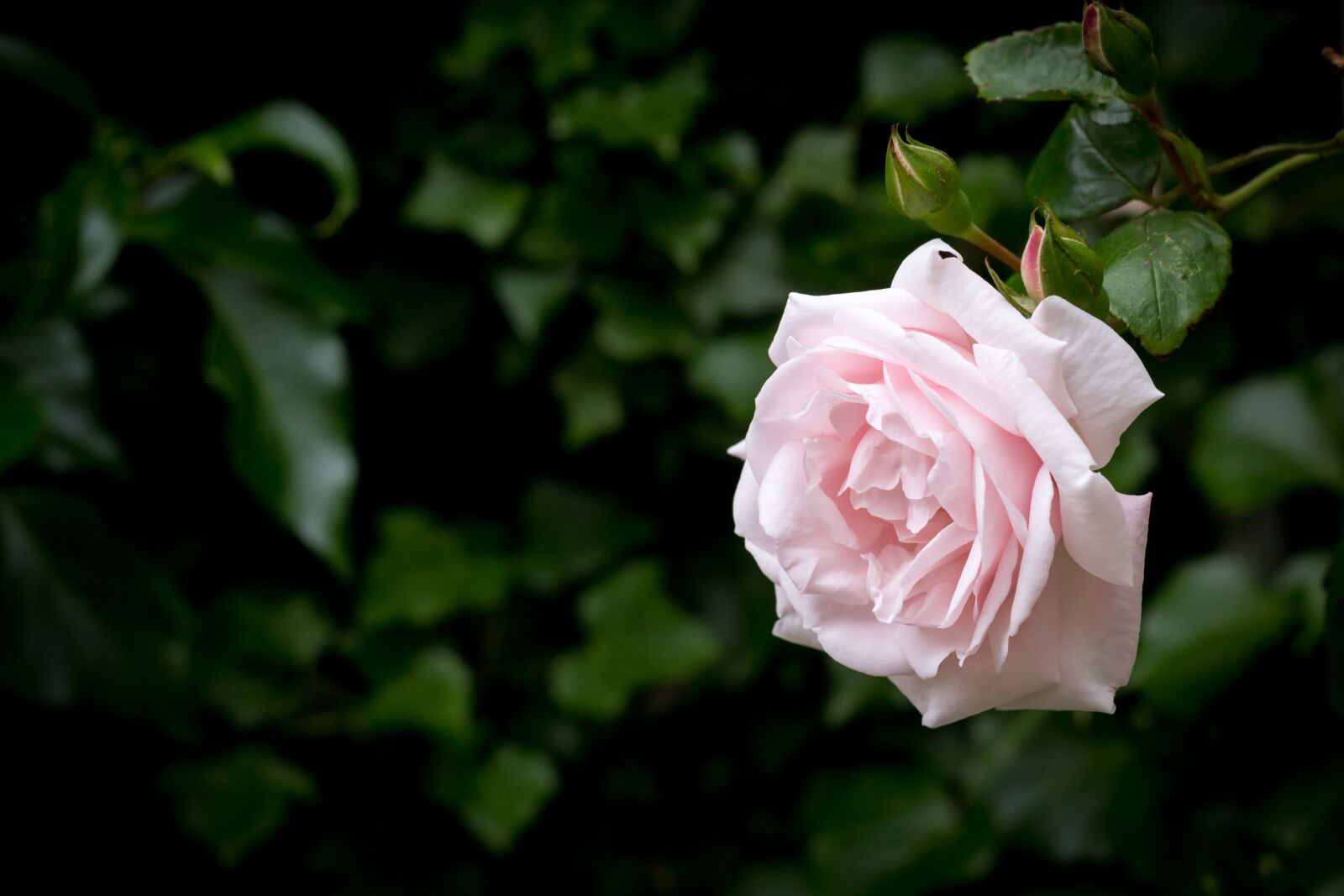 Canon EOS 600D (Rebel EOS T3i / EOS Kiss X5) + Canon EF 50mm F1.8 II sample photo. Rose, pink, blossom photography
