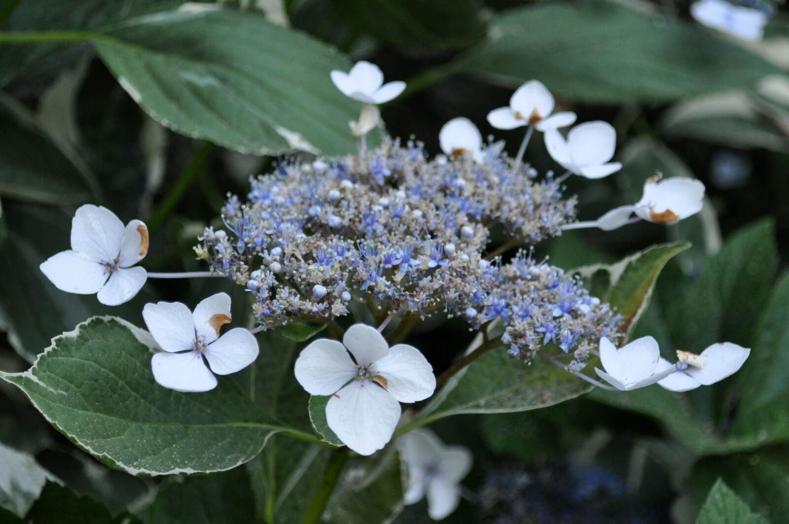 Nikon D5000 sample photo. Flower, bloom, plant photography