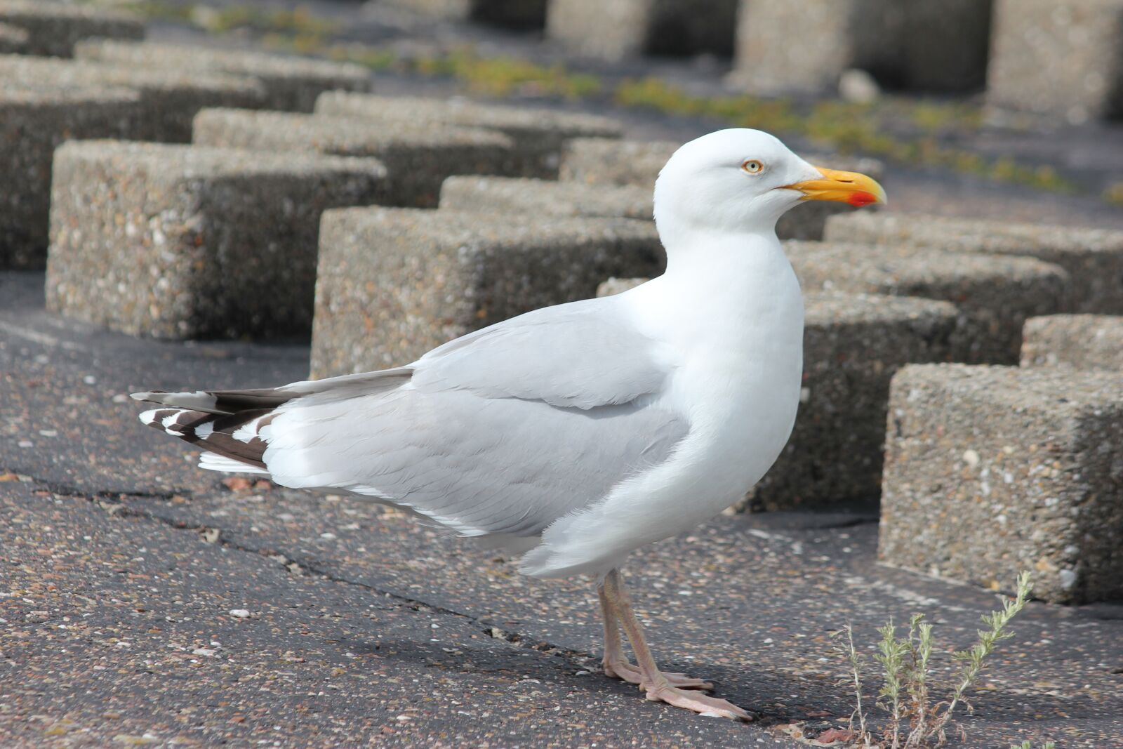 Canon EF-S 55-250mm F4-5.6 IS sample photo. Seagull, stand, animal world photography