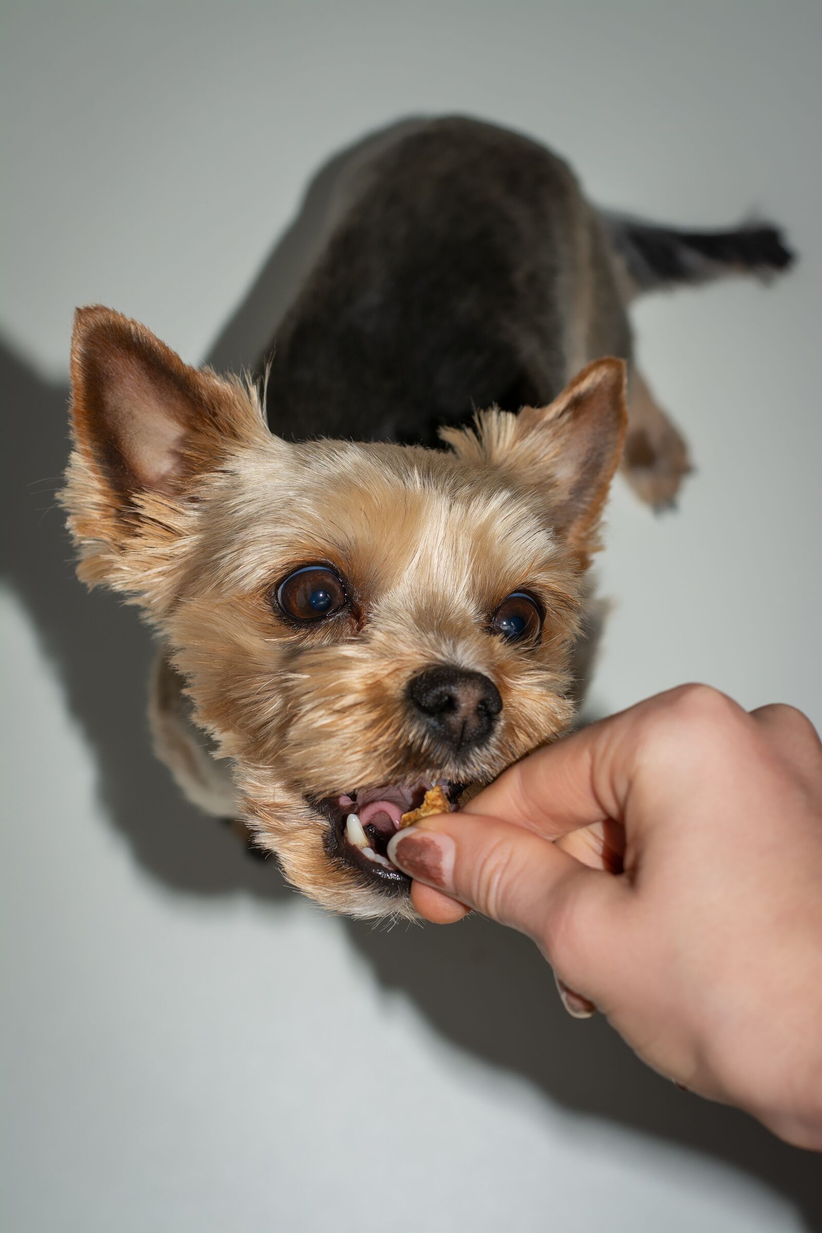 Nikon D7100 sample photo. Dog, yorki, pet photography