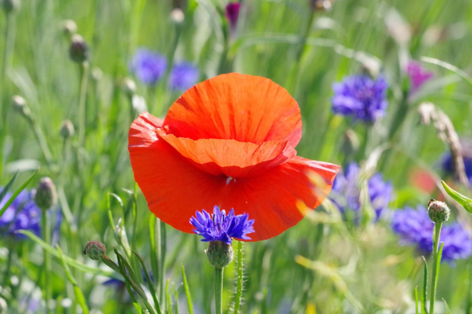 Pentax K-70 sample photo. Poppy, cornflower, nature photography