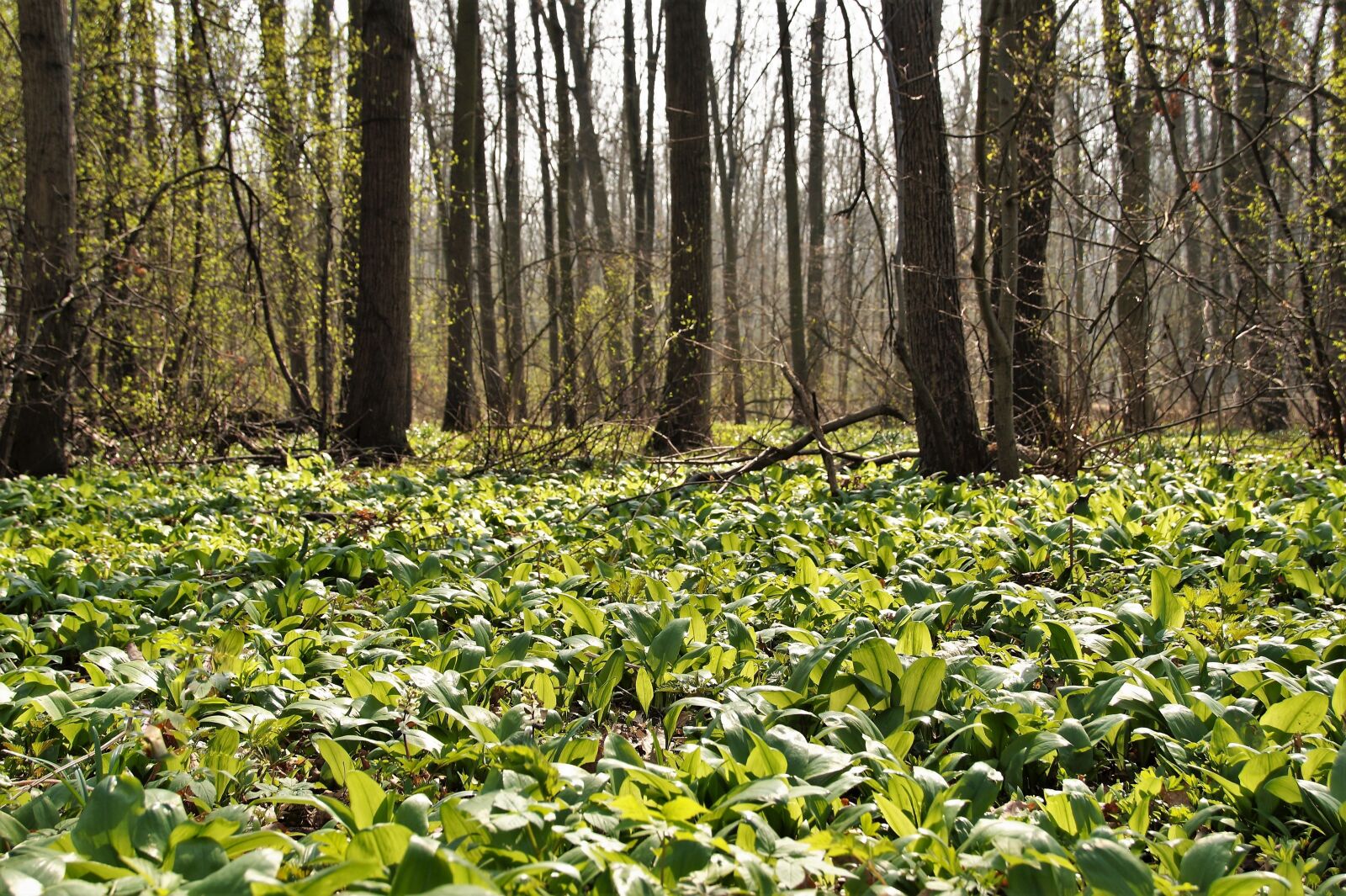 Sony SLT-A58 sample photo. Garlic, bear, the floodplain photography