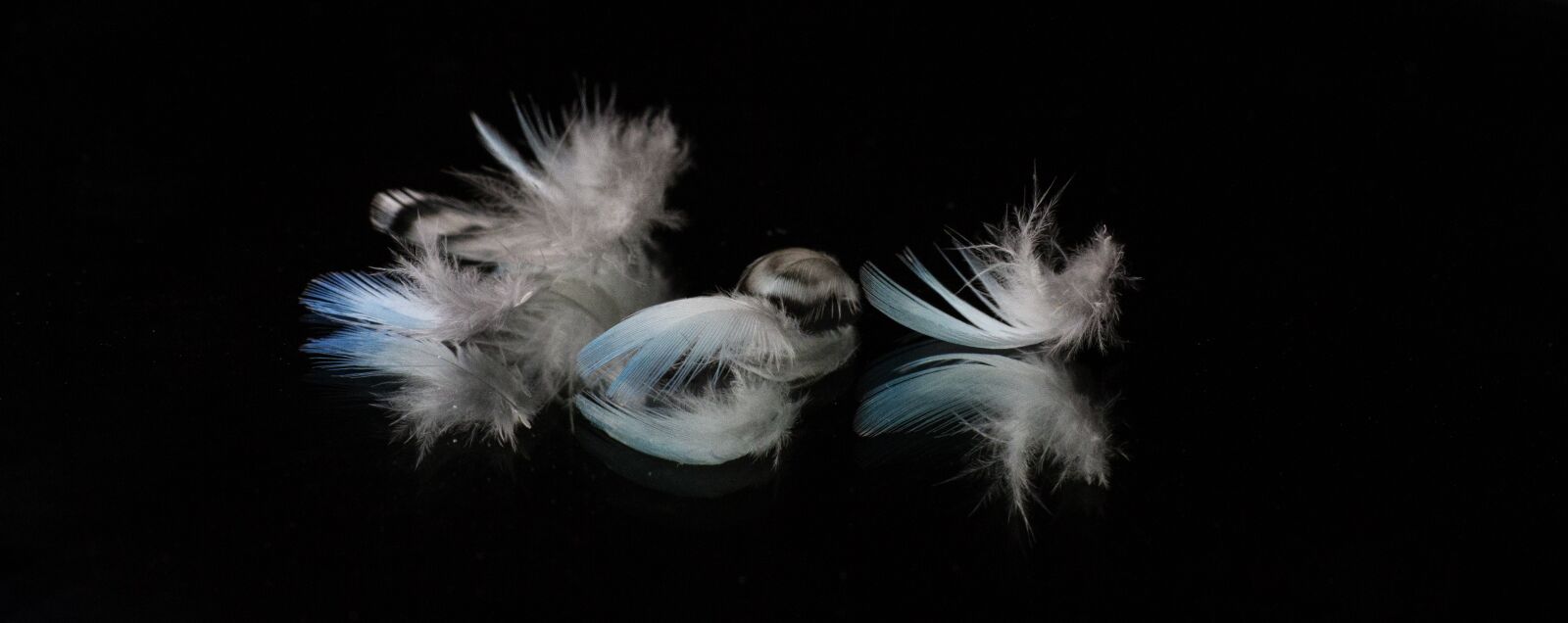 Canon EOS 7D + Canon EF 50mm F1.8 STM sample photo. Feathers, reflection, blue budgie photography