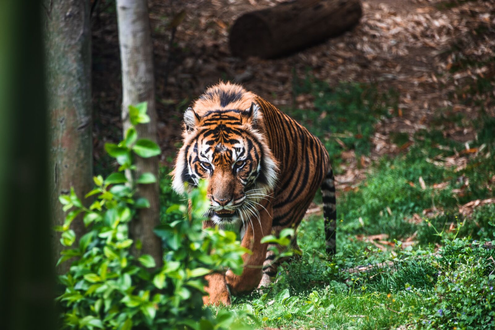 Nikon D750 sample photo. Tiger, zoo, predator photography