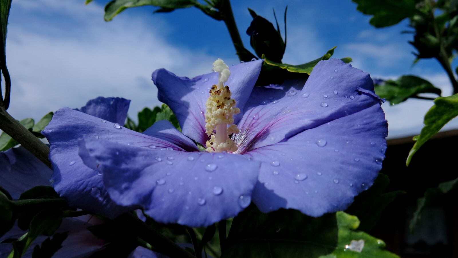Canon PowerShot G15 sample photo. Hibiscus, blue bird, garden photography