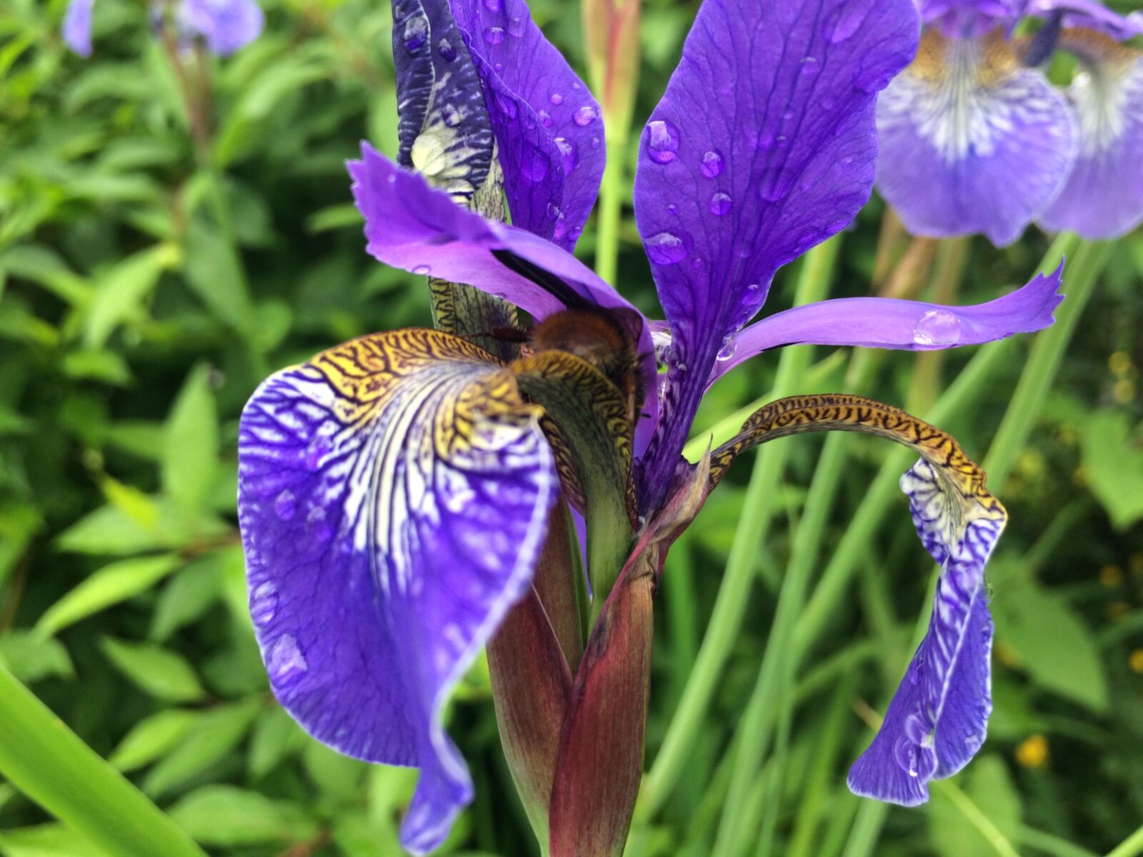 iPhone 5s back camera 4.15mm f/2.2 sample photo. Flower, iris, nature photography