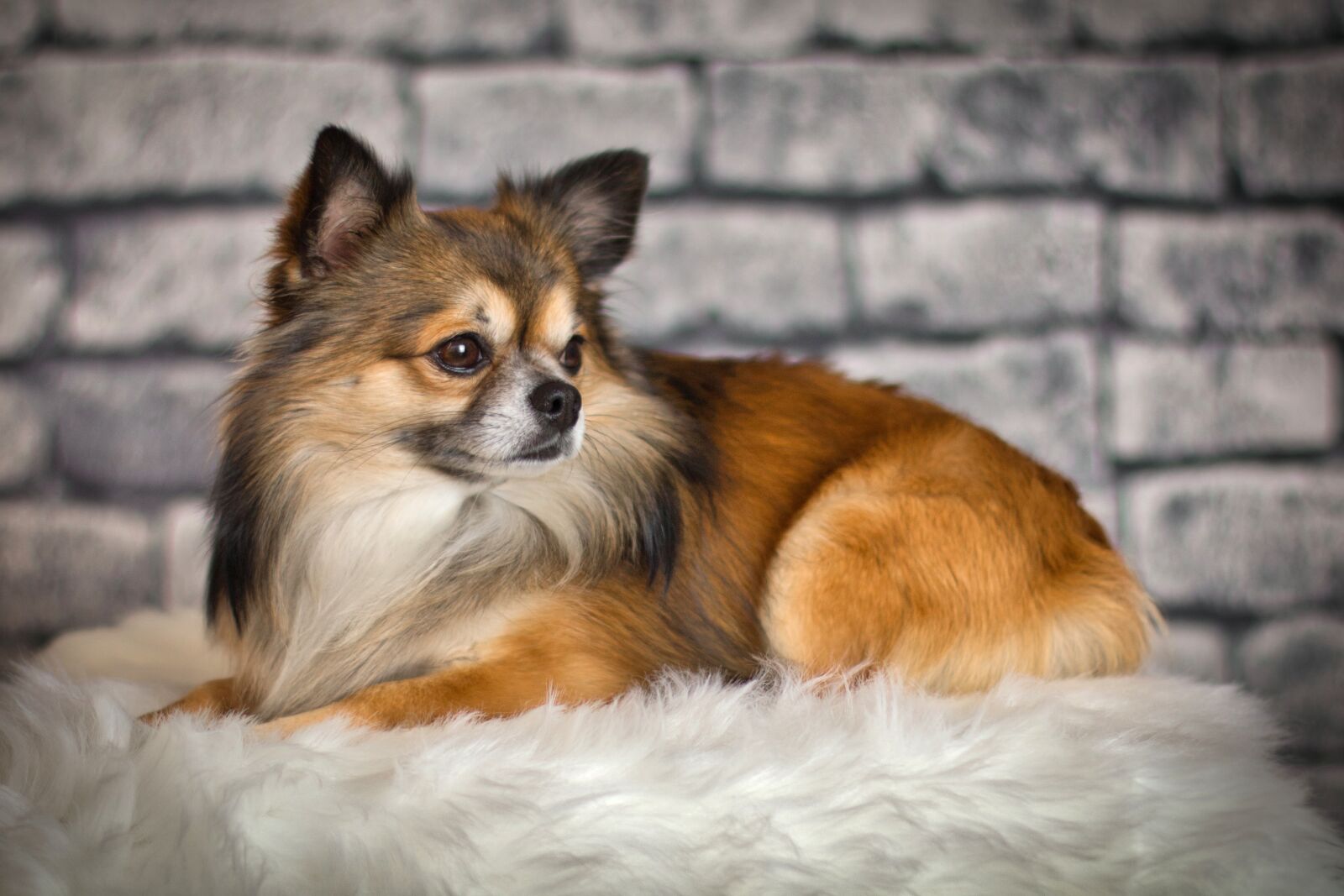 Canon EOS 70D + Canon EF 50mm F1.4 USM sample photo. Chihuahua, dog small, cute photography