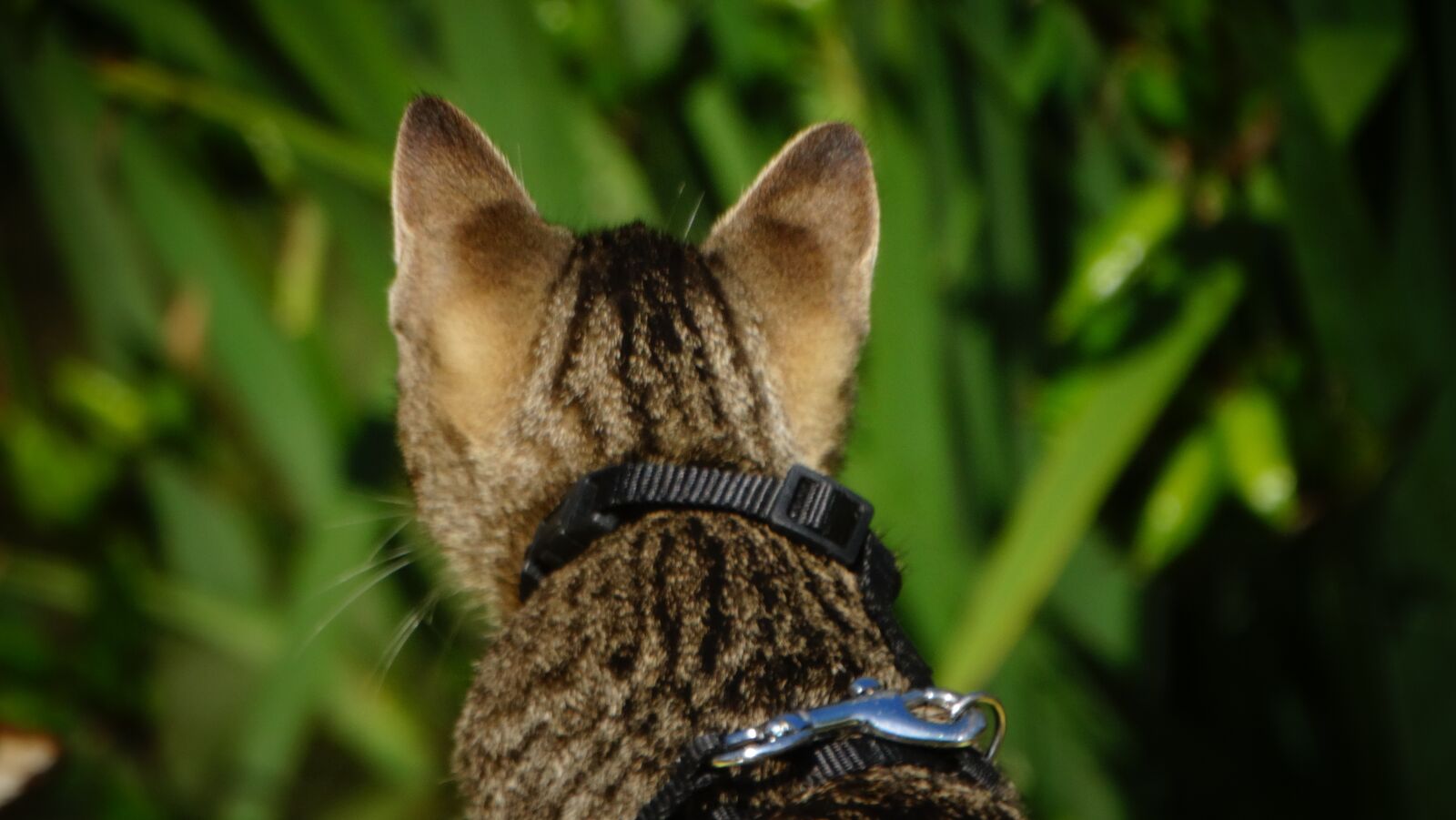 Sony Cyber-shot DSC-HX300 sample photo. Cat, kitten, animal photography