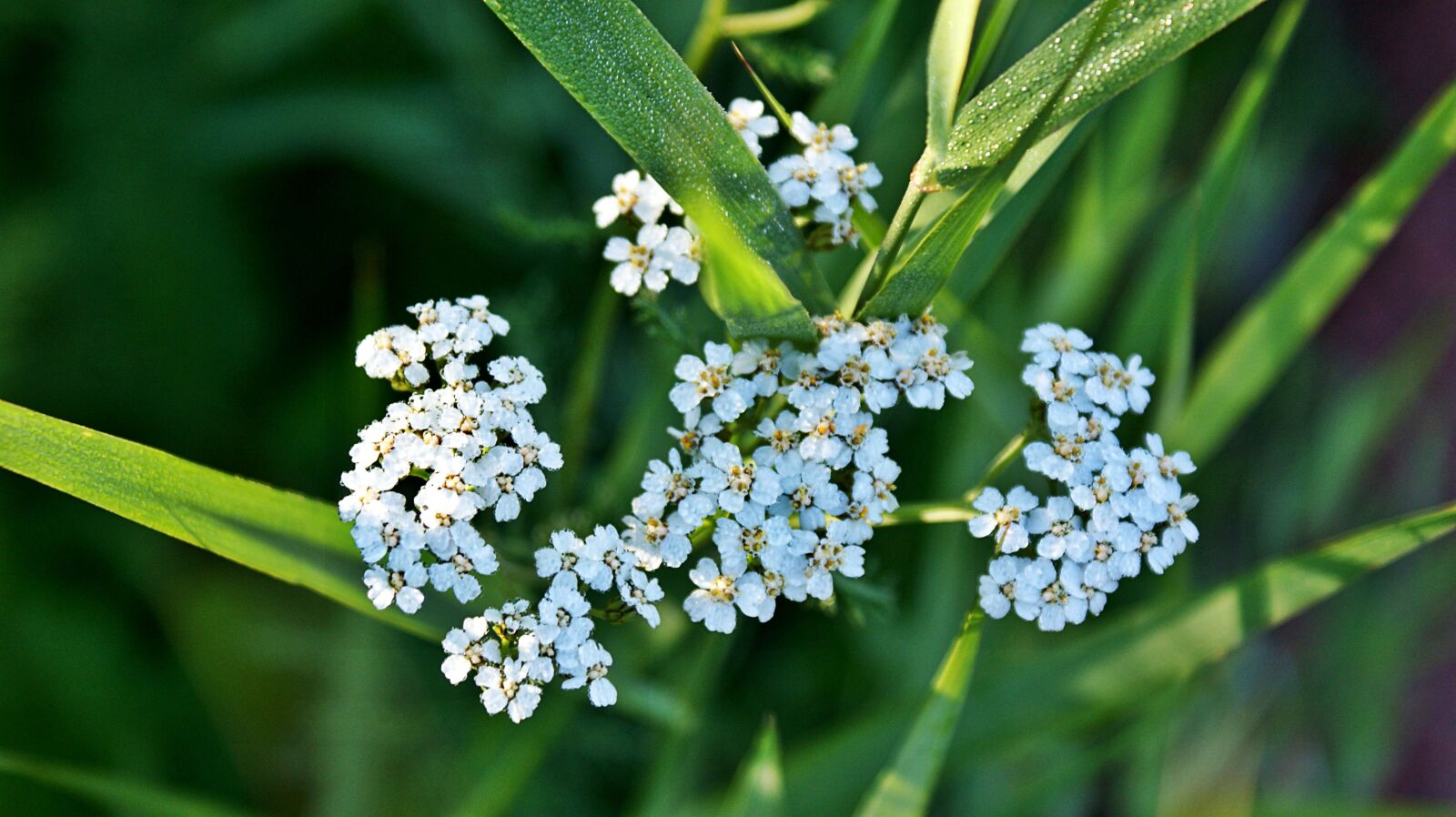 Sony Alpha DSLR-A350 sample photo. Dew, morning, sunlight photography