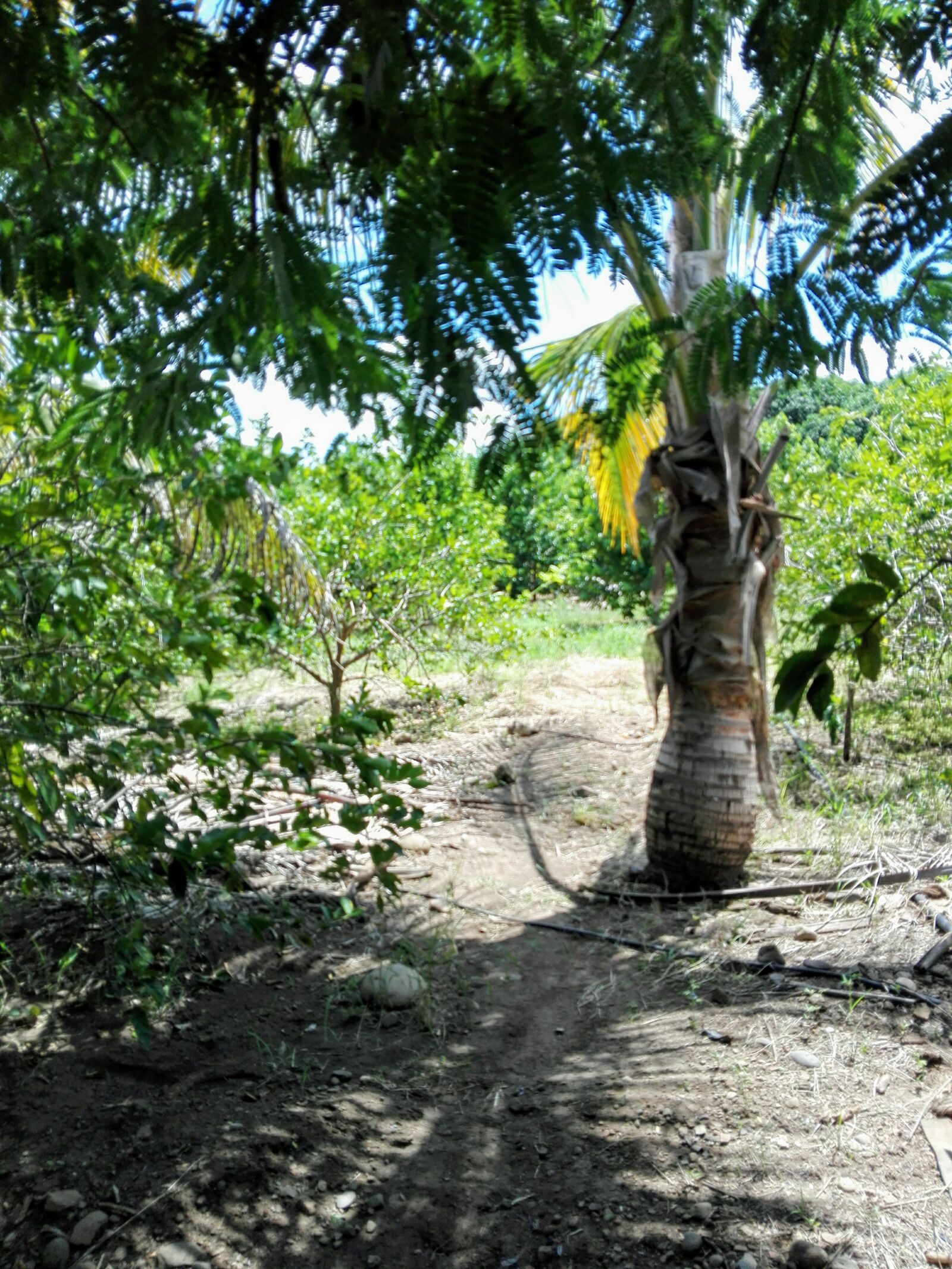 HUAWEI P8 Lite sample photo. Palmera, naturaleza, tropical photography