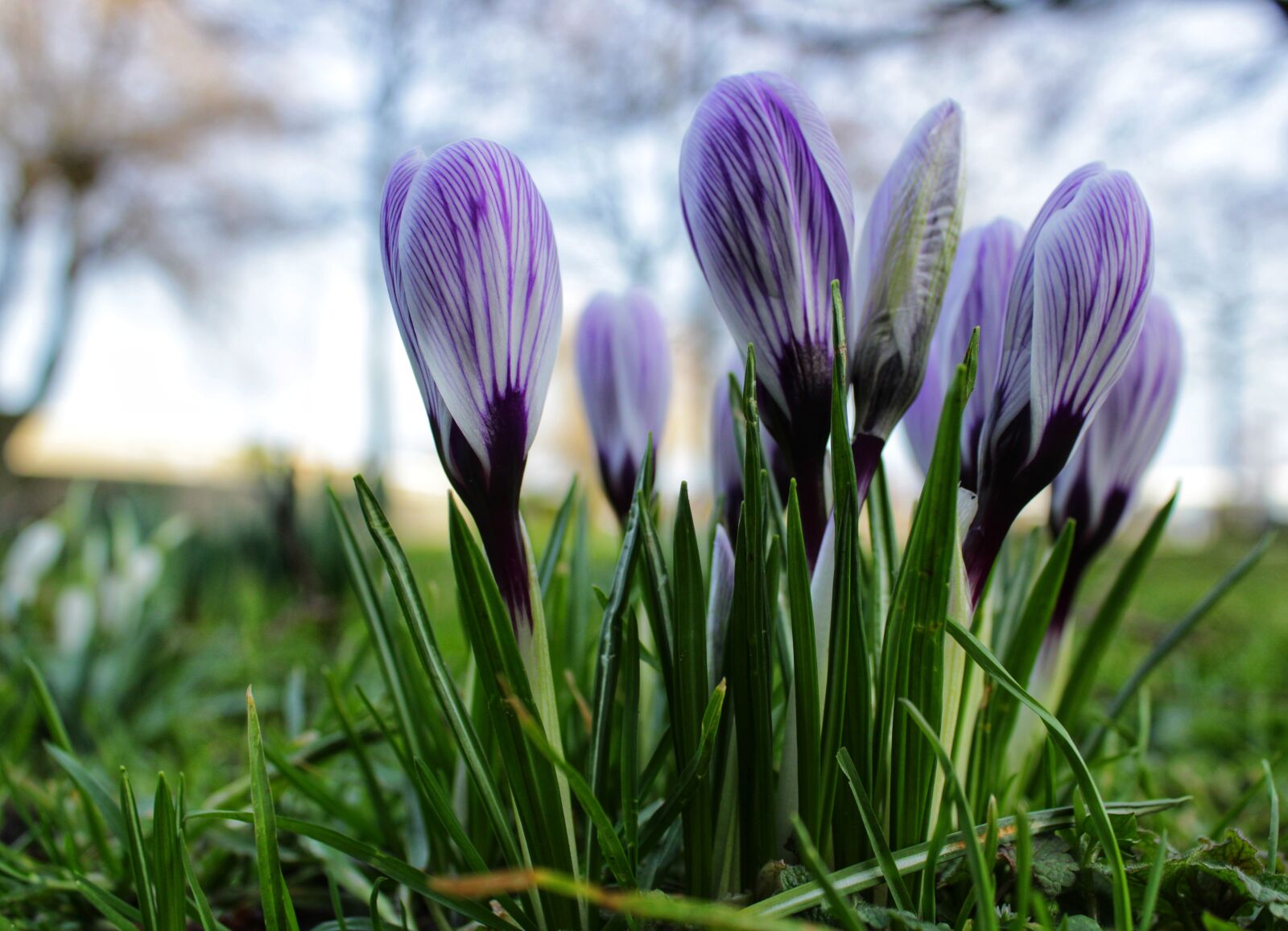 Canon EOS 2000D (EOS Rebel T7 / EOS Kiss X90 / EOS 1500D) sample photo. Crocus, purple, flower photography