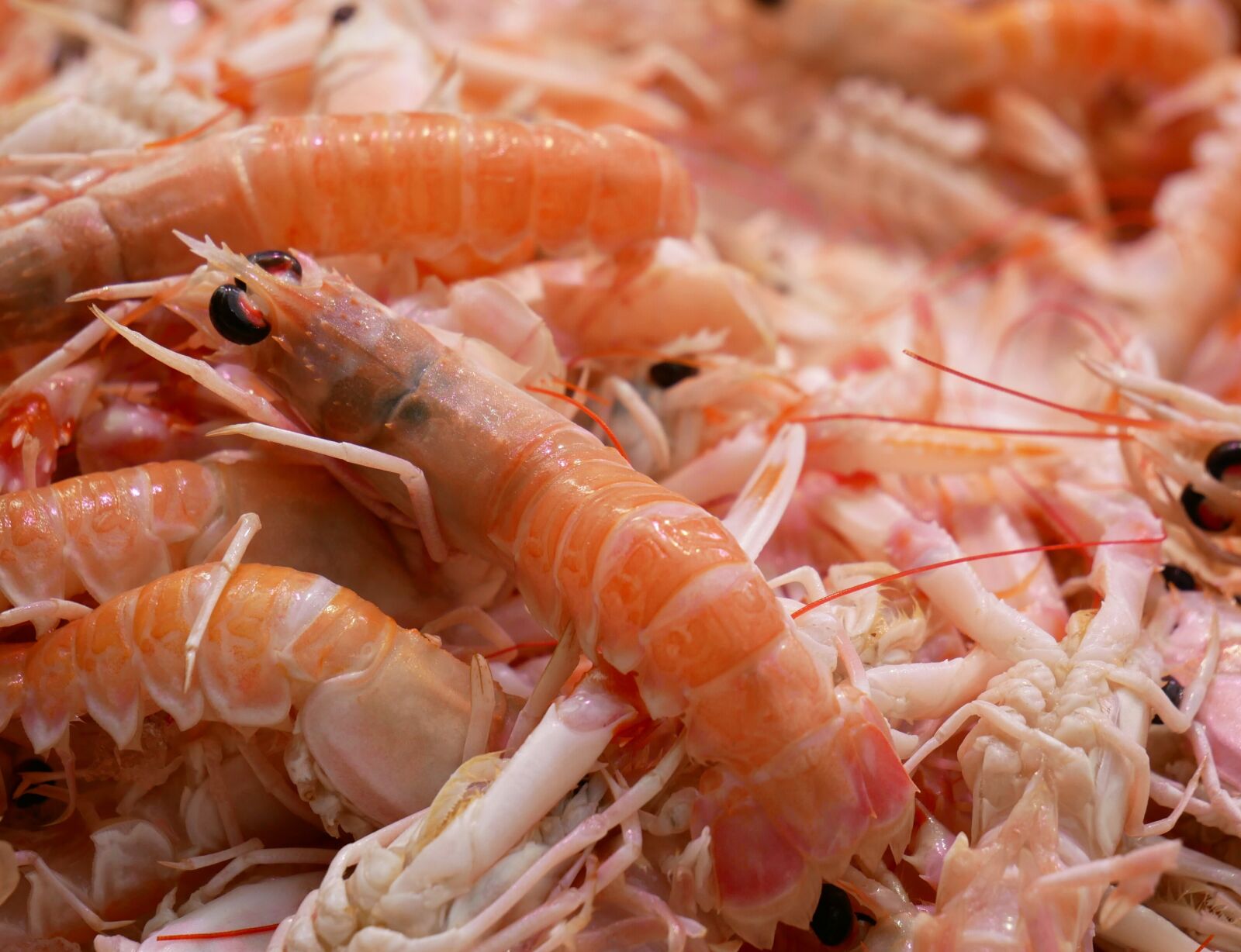 Panasonic DMC-G81 sample photo. Shrimp, scampi, seafood photography