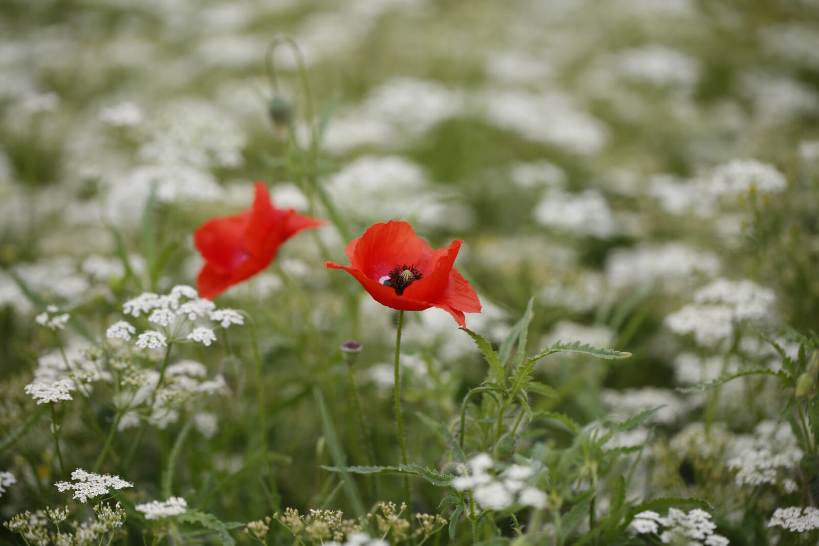Canon EF 100mm F2.8L Macro IS USM sample photo. Poppy, flower, nature photography