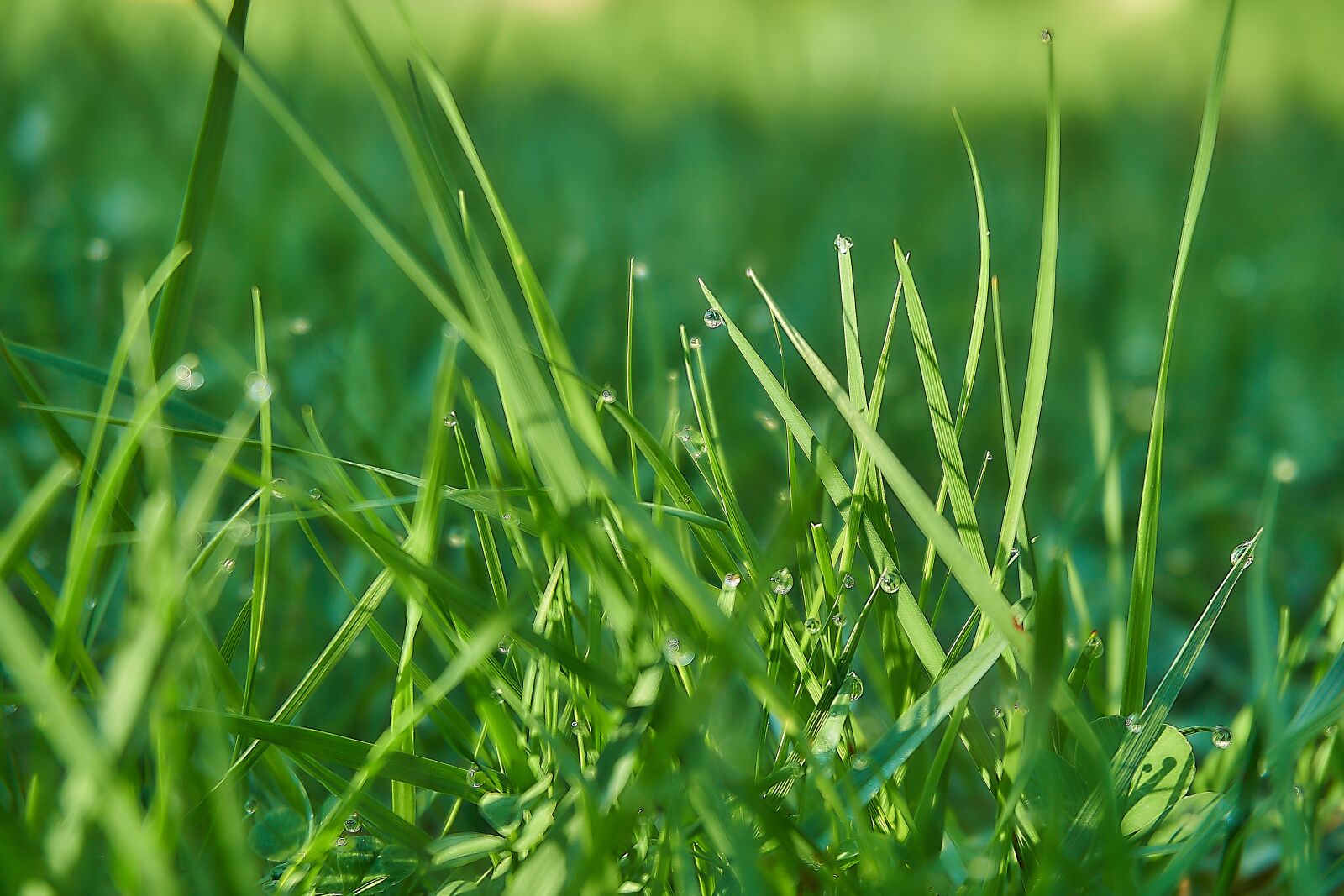 Sony a6000 sample photo. Grass, blades of grass photography