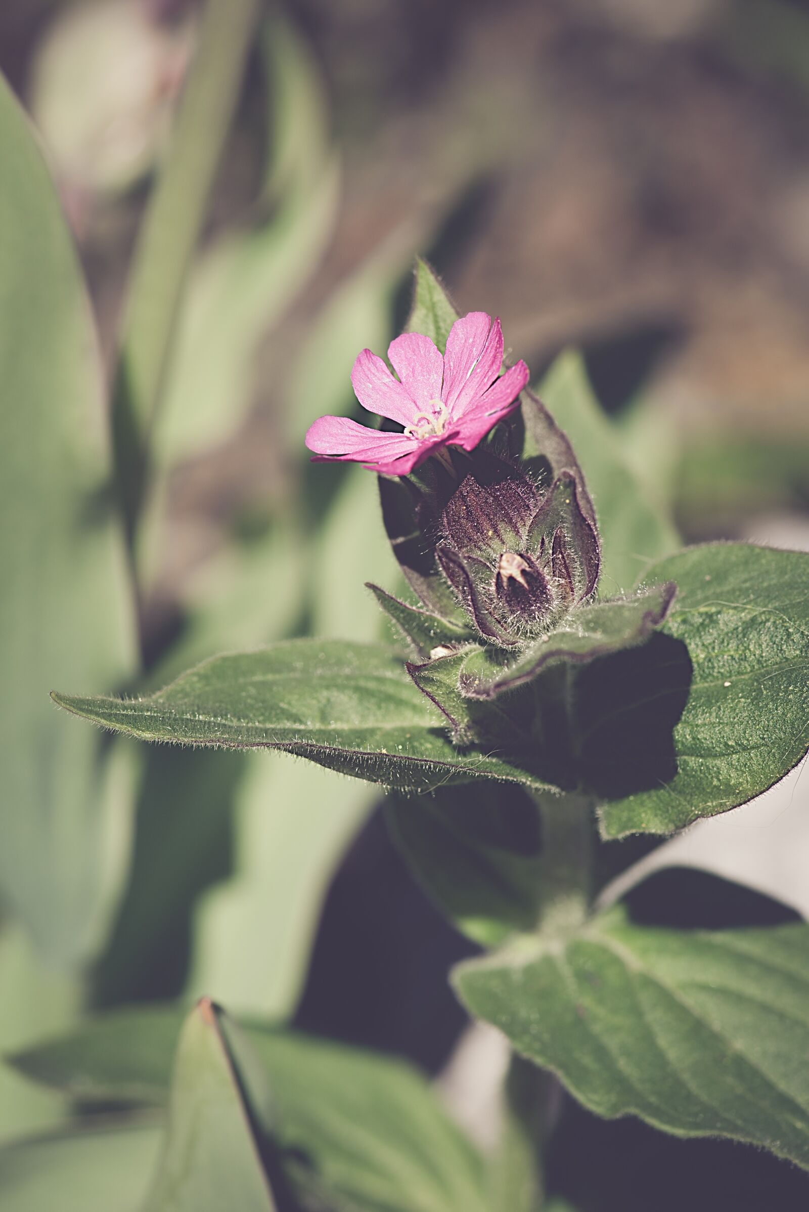 Nikon D750 sample photo. Heath orchid, pointed flower photography