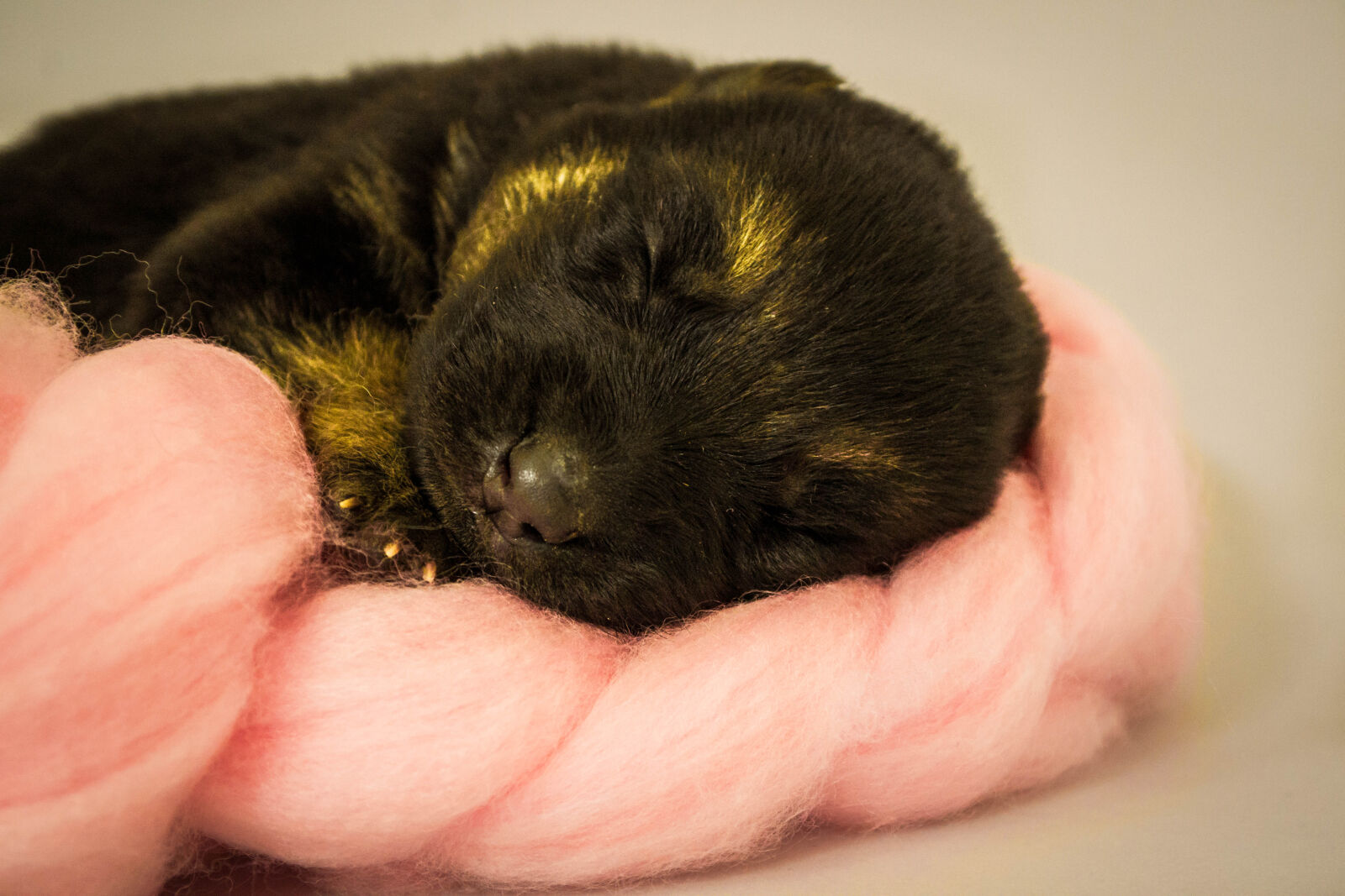 Nikon D3100 sample photo. Adorable, black, cute, dog photography