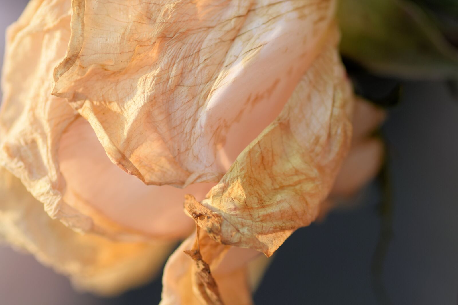 Nikon D5300 sample photo. Rose, rambler, wilted photography