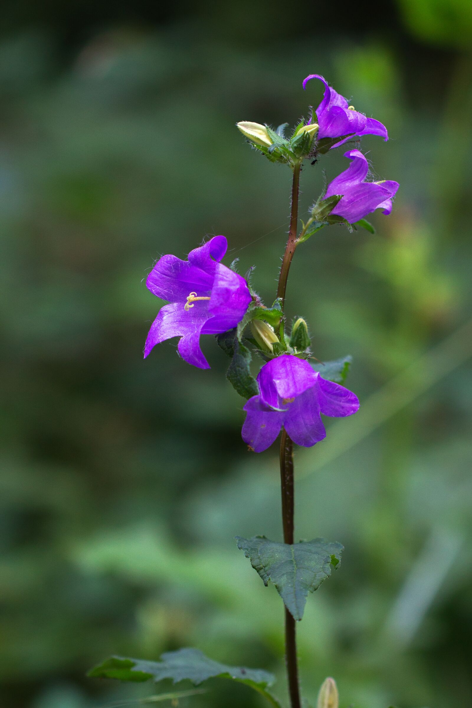 Canon EF 100mm F2.8L Macro IS USM sample photo. Bellflower, campanula, blossom photography