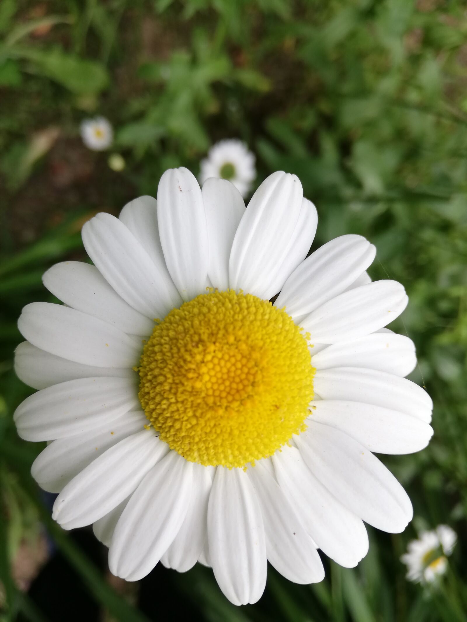 HUAWEI P20 lite sample photo. Daisy, petals, flower photography