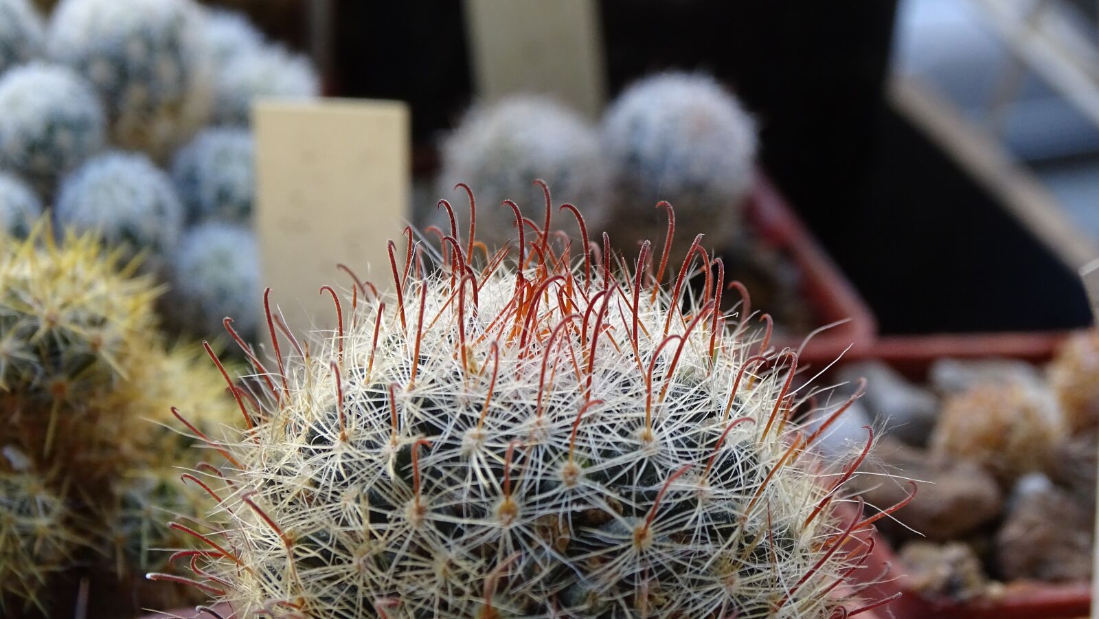 Sony Cyber-shot DSC-HX350 sample photo. Cactus, home garden, vegetation photography