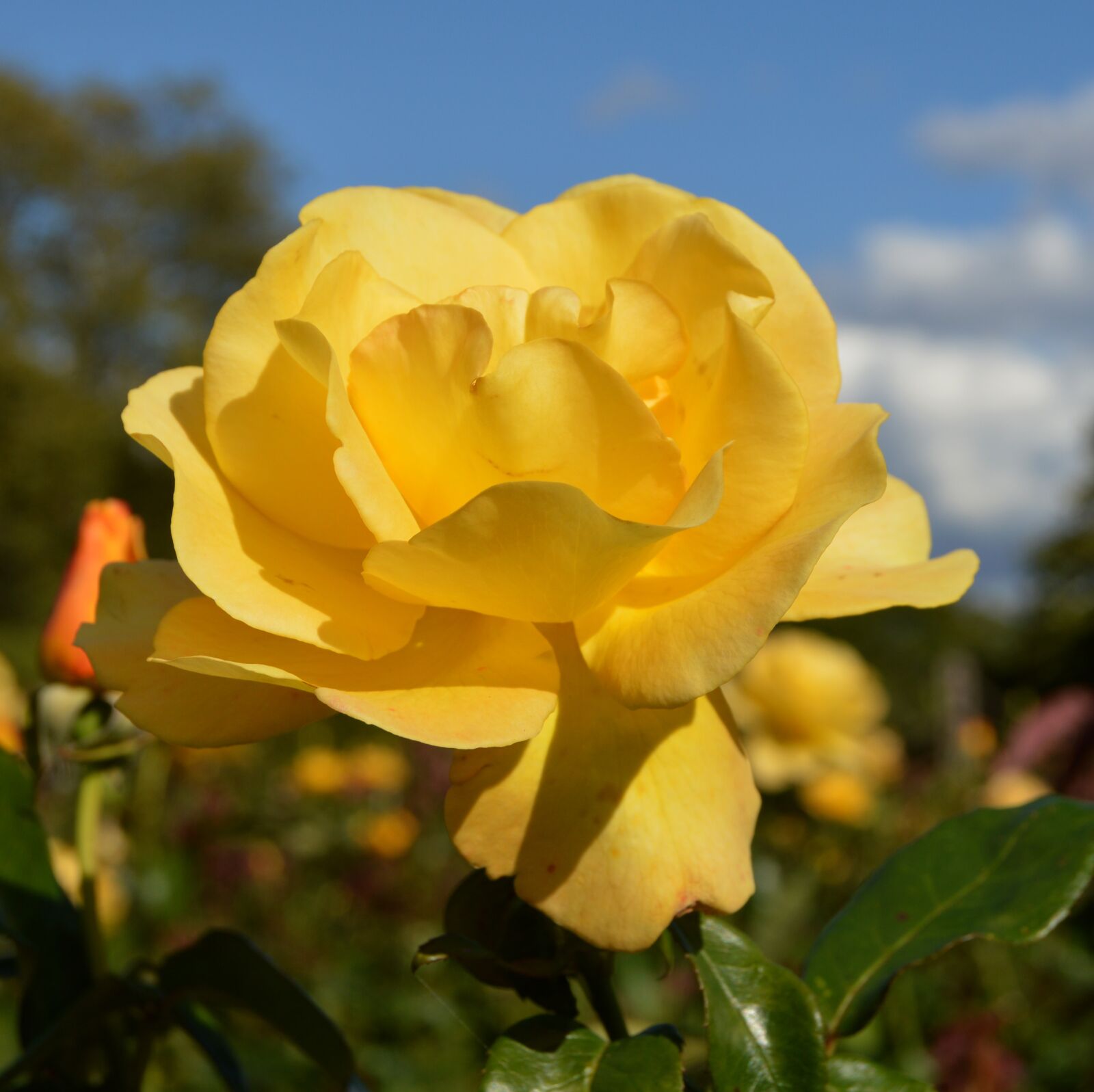 Nikon D3200 sample photo. Rose, yellow, floral photography