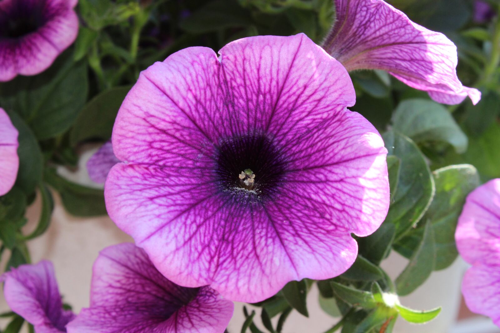 Canon EOS 1200D (EOS Rebel T5 / EOS Kiss X70 / EOS Hi) sample photo. Petunia, blossom, bloom photography