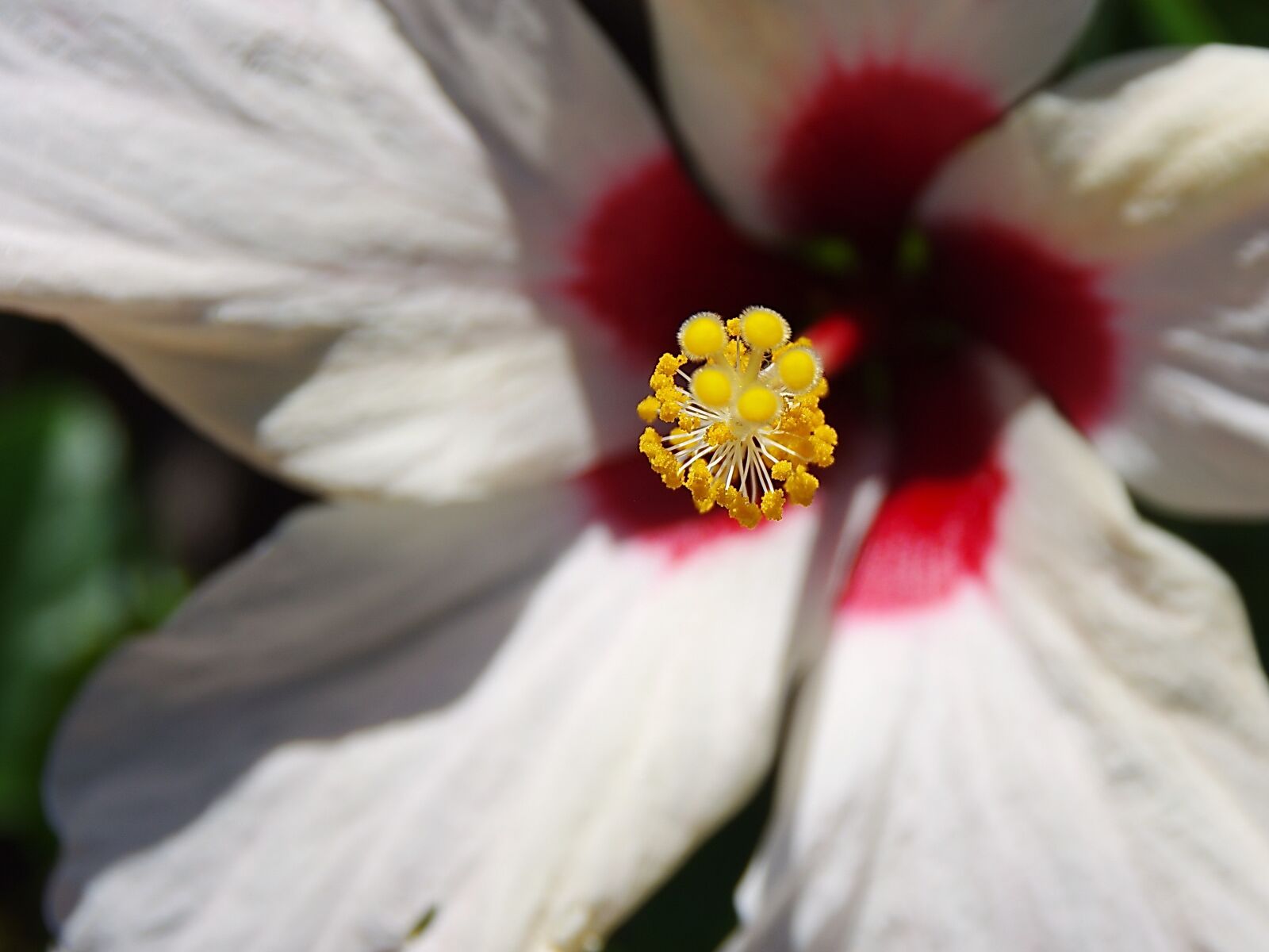Pentax K-5 sample photo. Hibiscus, pistil, stamens photography