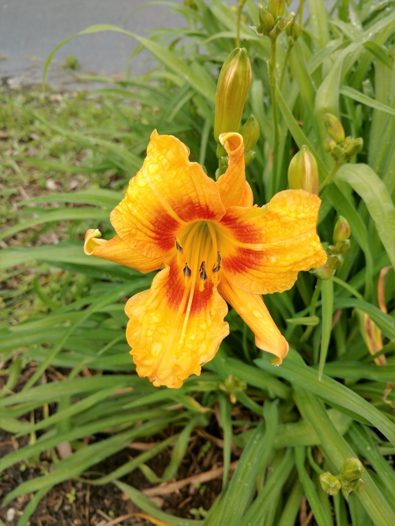 Motorola DROID Turbo 2 sample photo. Lily, yellow, orange photography