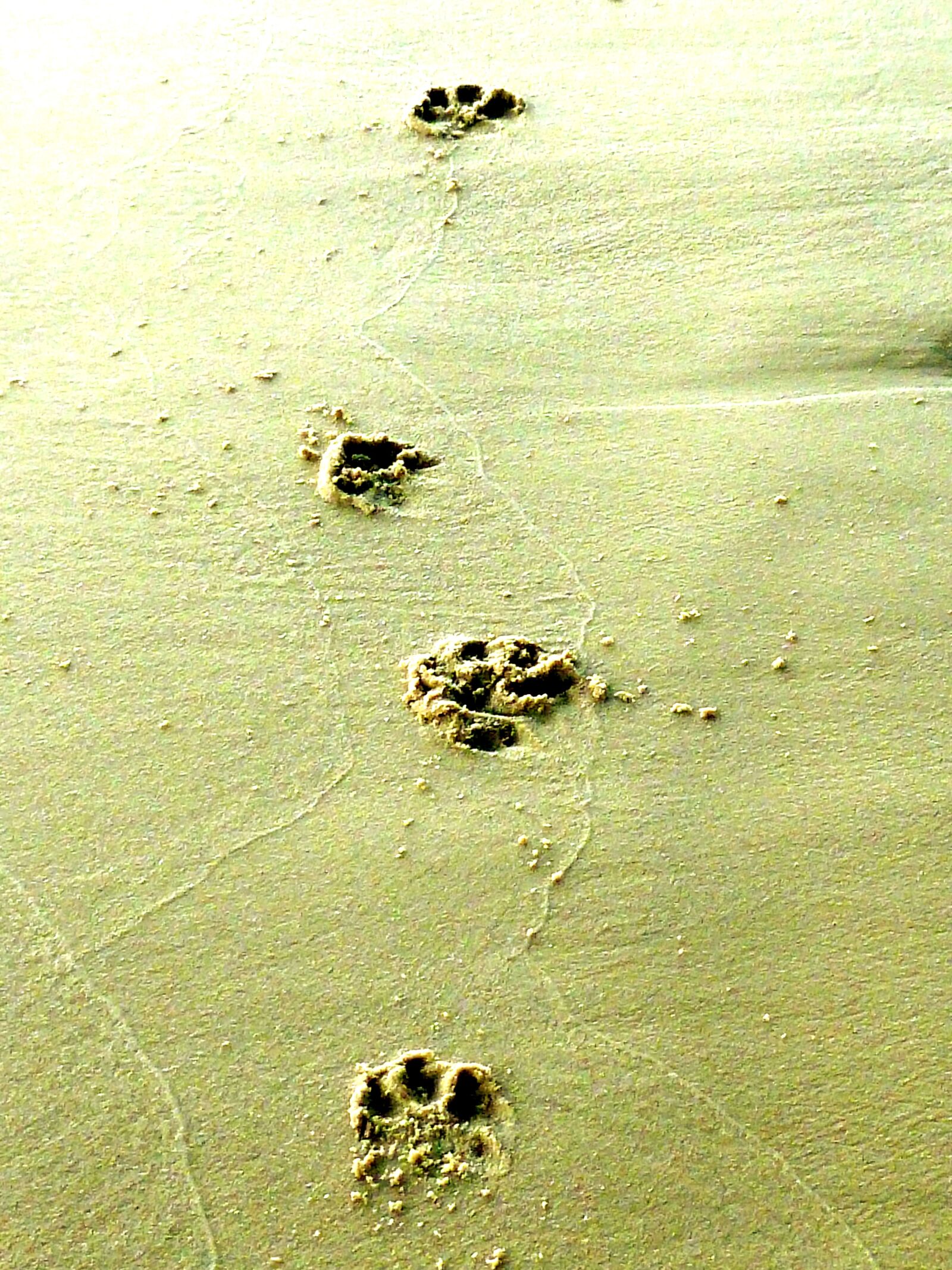 Panasonic DMC-FS37 sample photo. Animal tracks, dog track photography