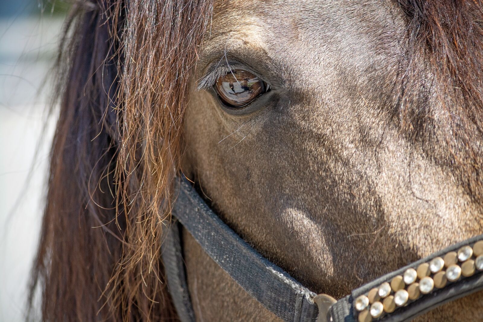 Nikon D7100 sample photo. Horse, pony, dun photography