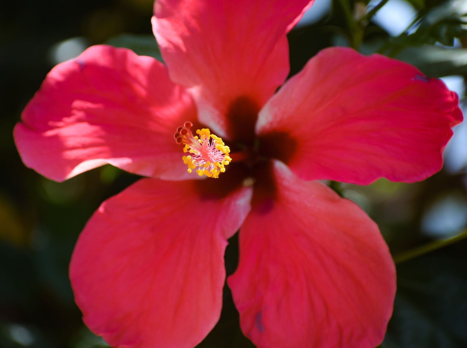 Nikon D3300 sample photo. Flower, red, bloom photography