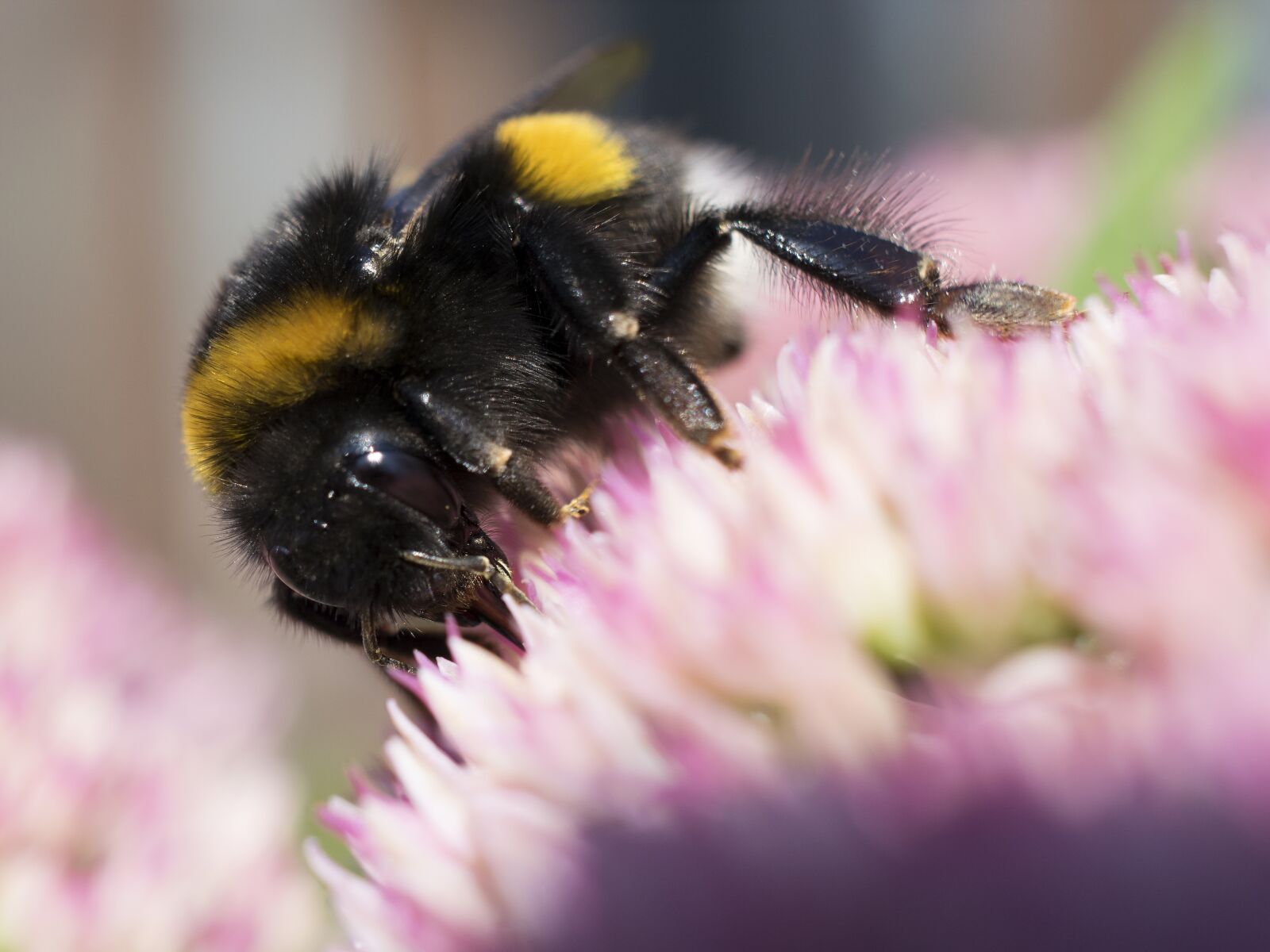 Nikon D3300 sample photo. Hummel, macro, close-up photography photography